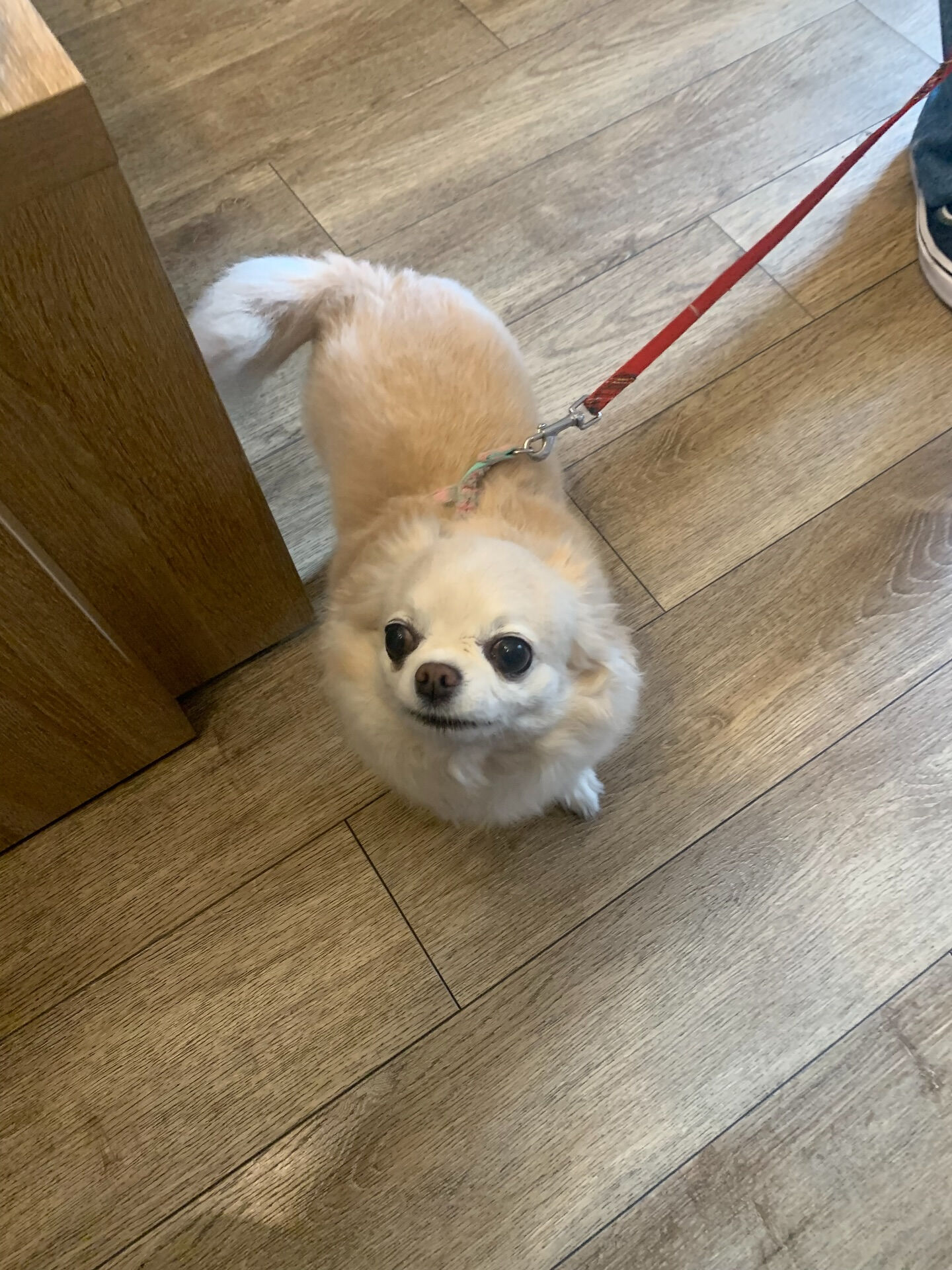 ルルちゃんおはようございます☀