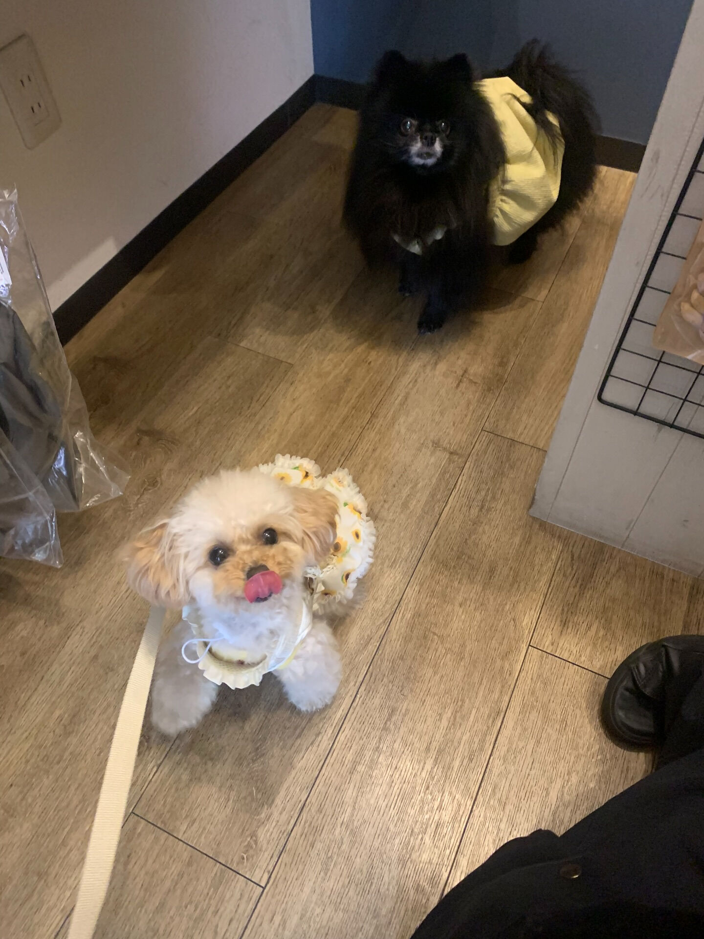 ルナちゃんご来店ありがとうございます😊