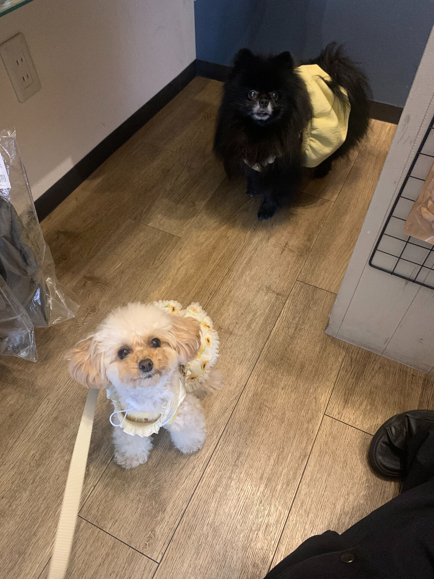 ルナちゃんご来店ありがとうございます😊