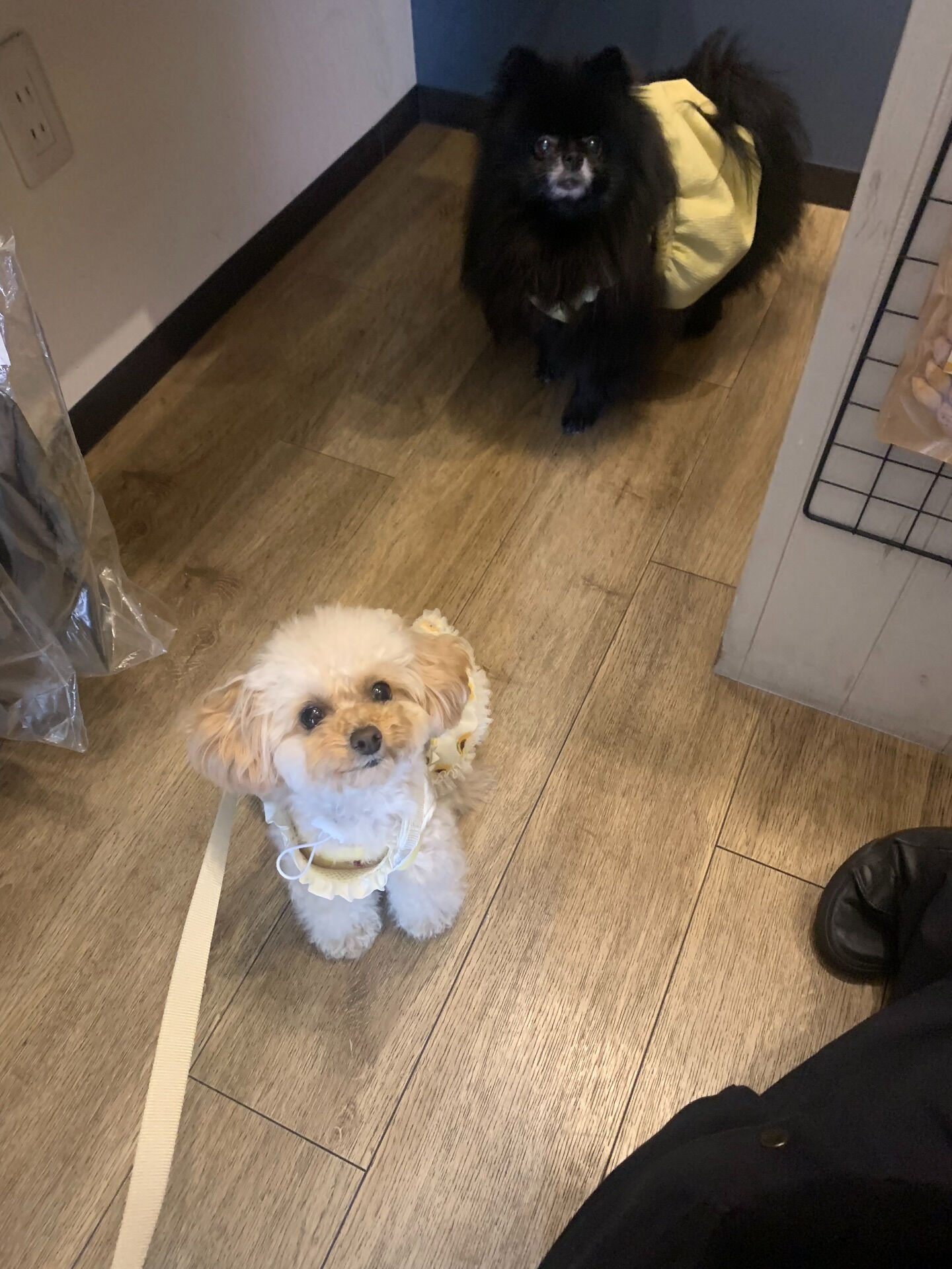 ルナちゃんご来店ありがとうございます😊