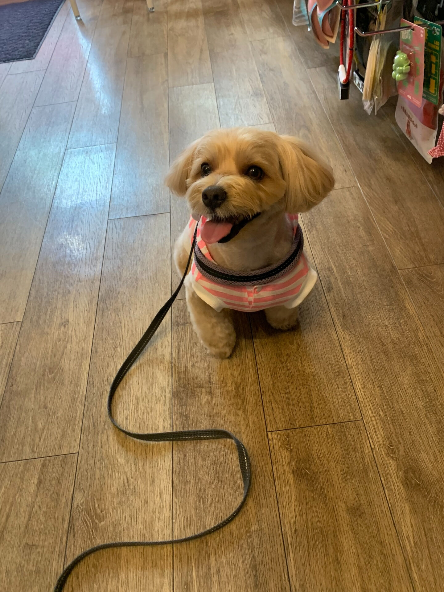 ダイくんご来店ありがとうございます😊