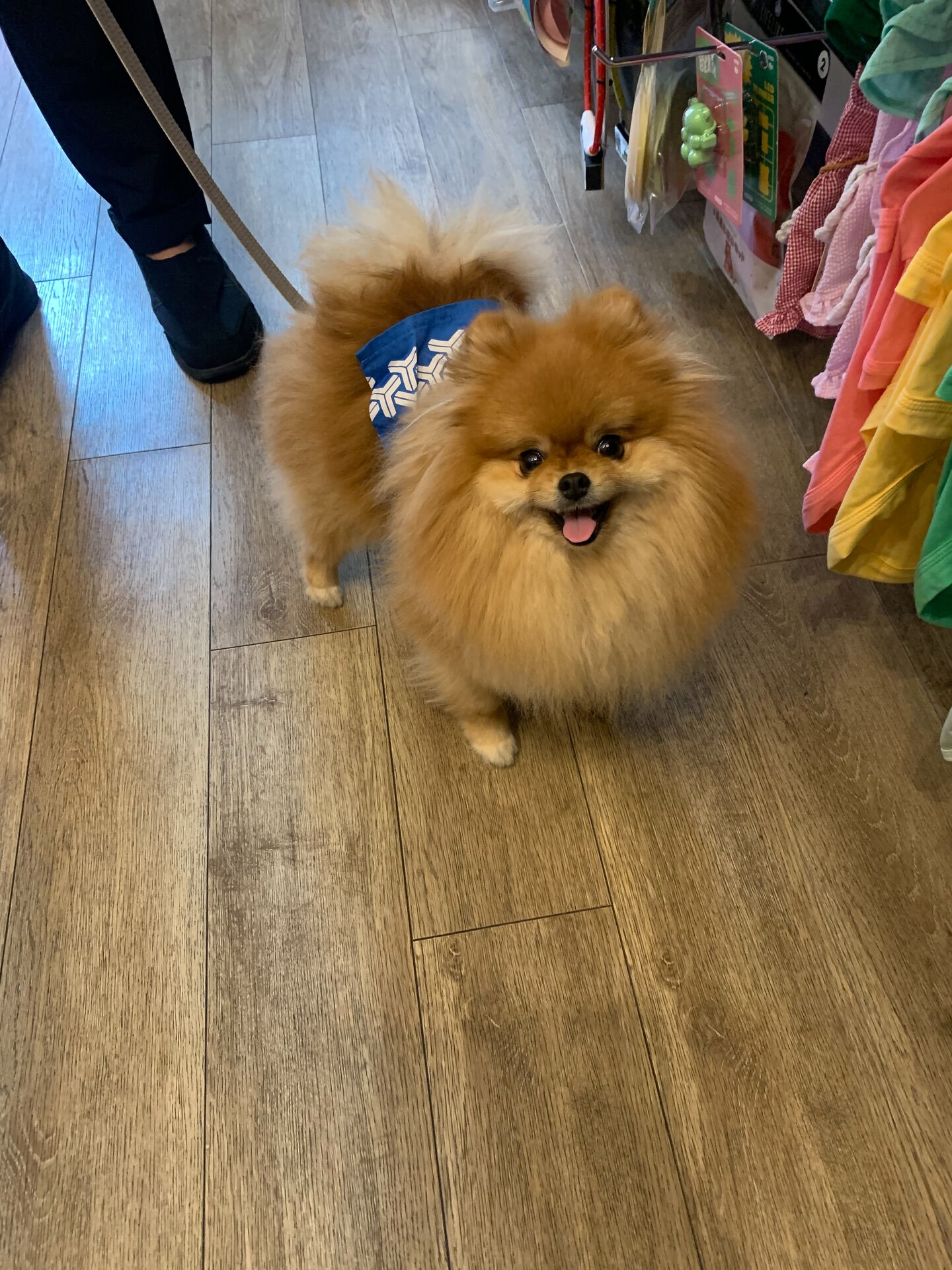 イヴちゃんご来店ありがとうございます😊