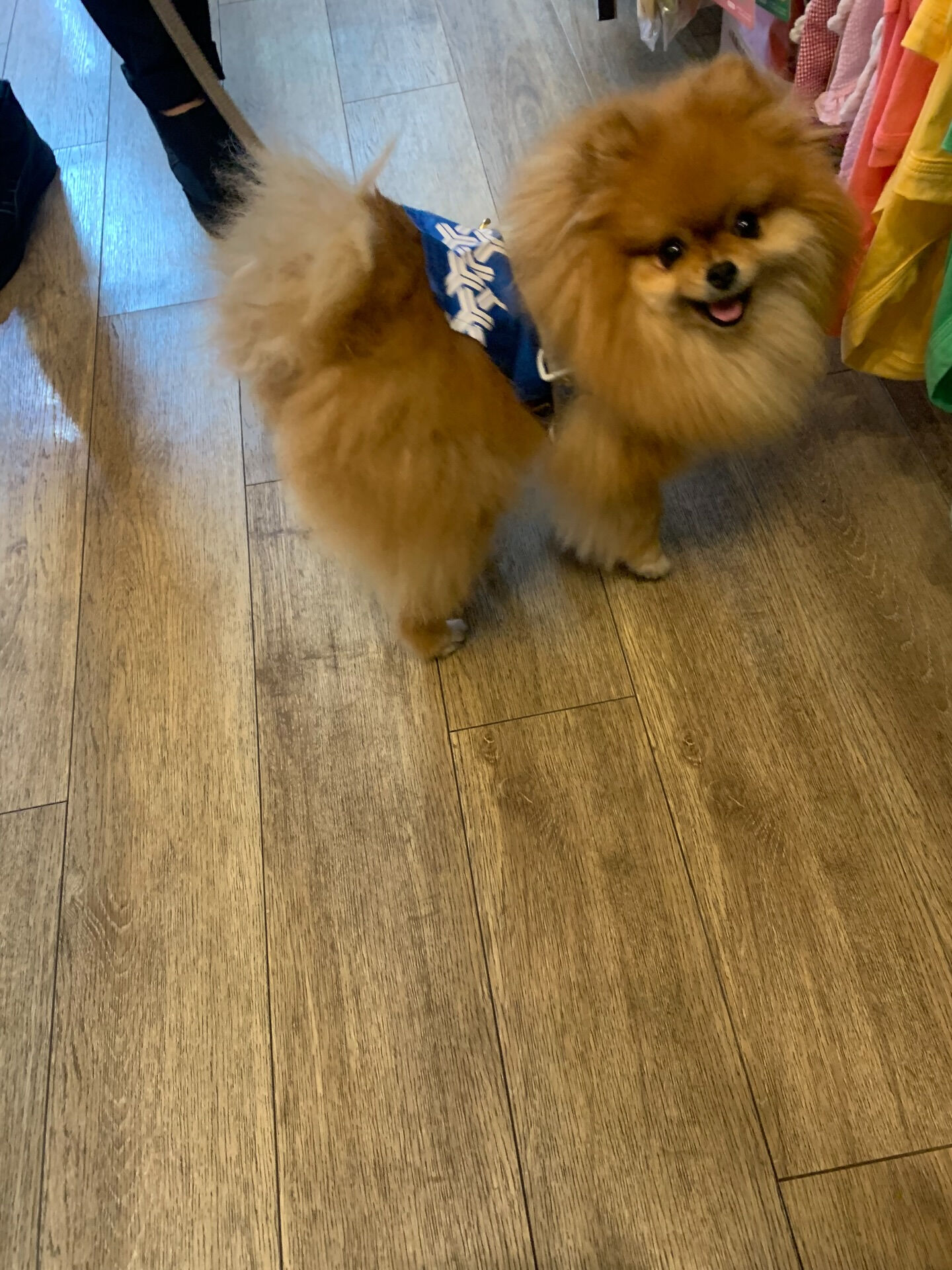 イヴちゃんご来店ありがとうございます😊