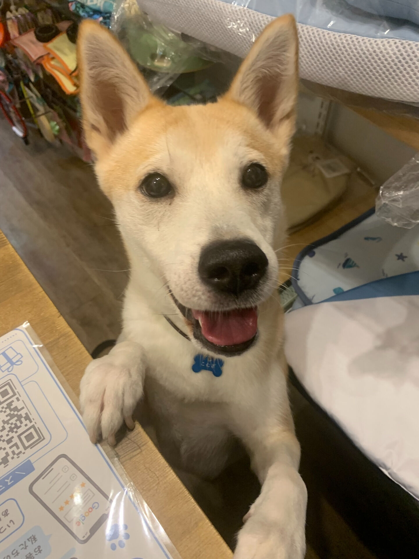 こむぎくんご来店ありがとうございます😊