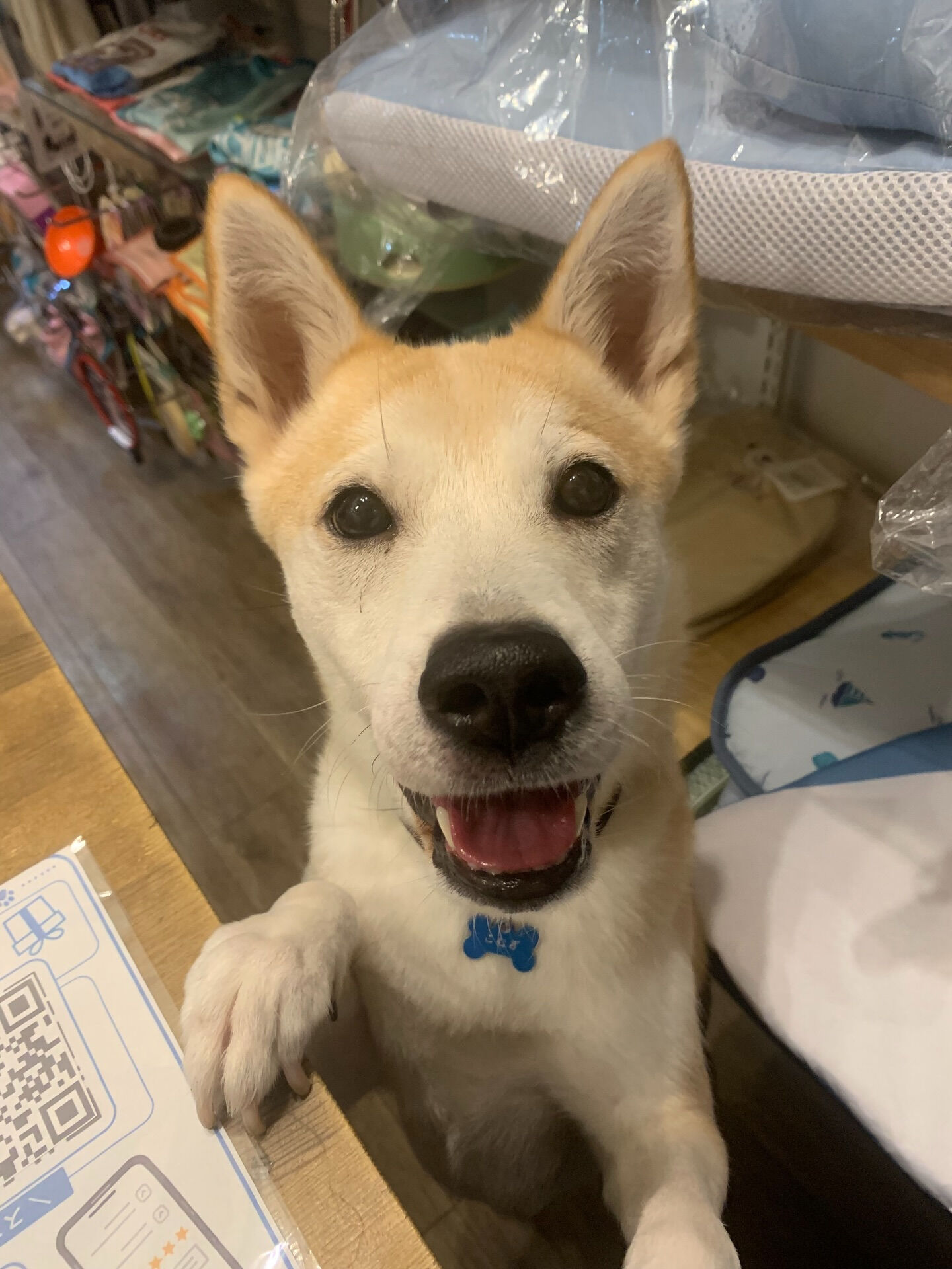 こむぎくんご来店ありがとうございます😊