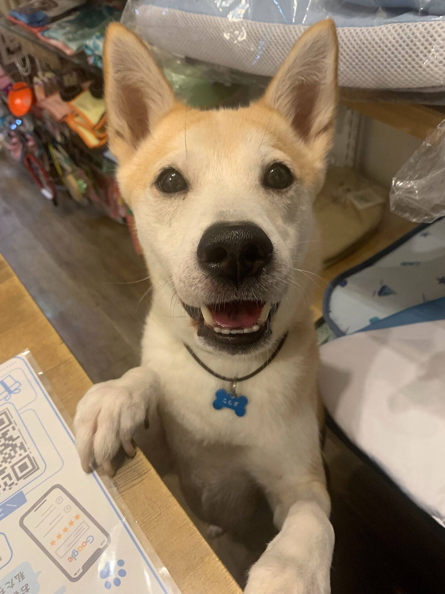 こむぎくんご来店ありがとうございます😊