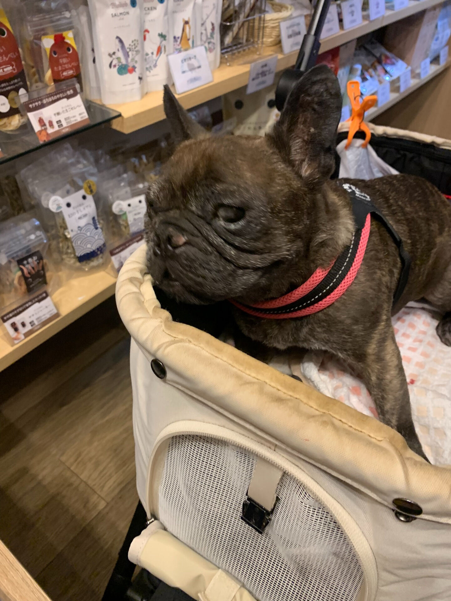 ランランちゃんご来店ありがとうございます😊