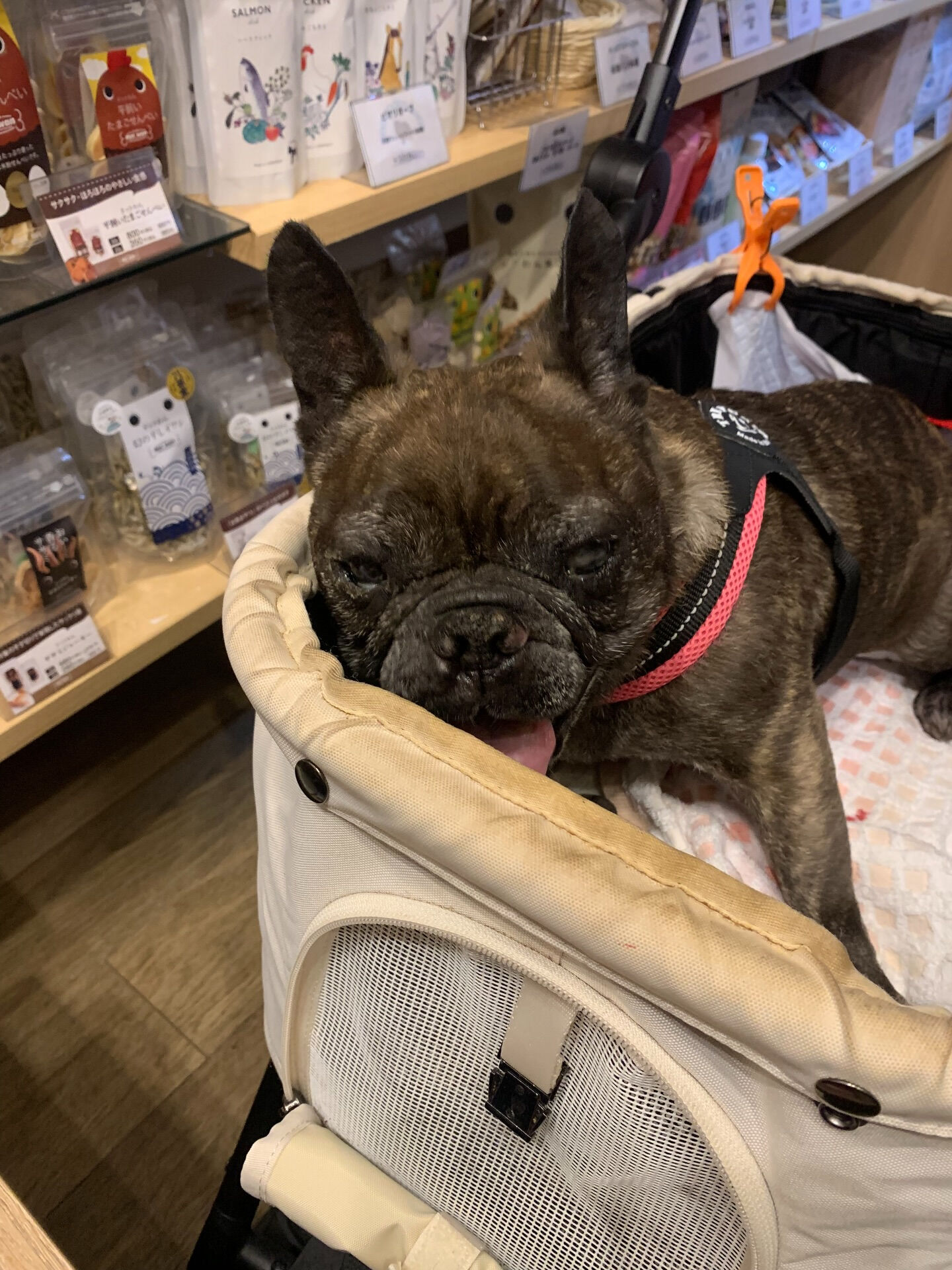 ランランちゃんご来店ありがとうございます😊