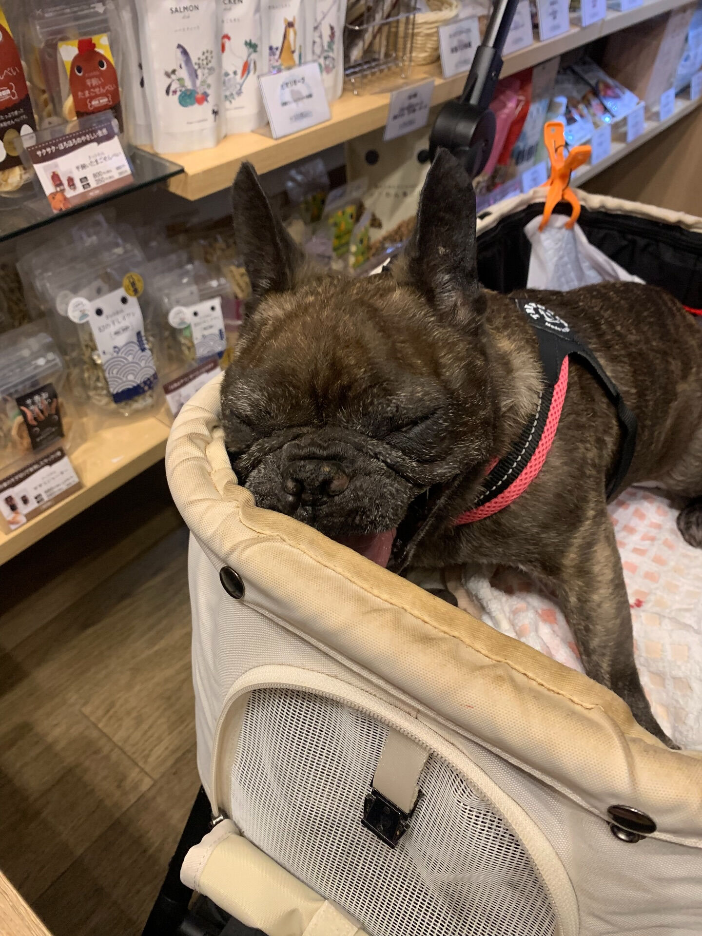 ランランちゃんご来店ありがとうございます😊