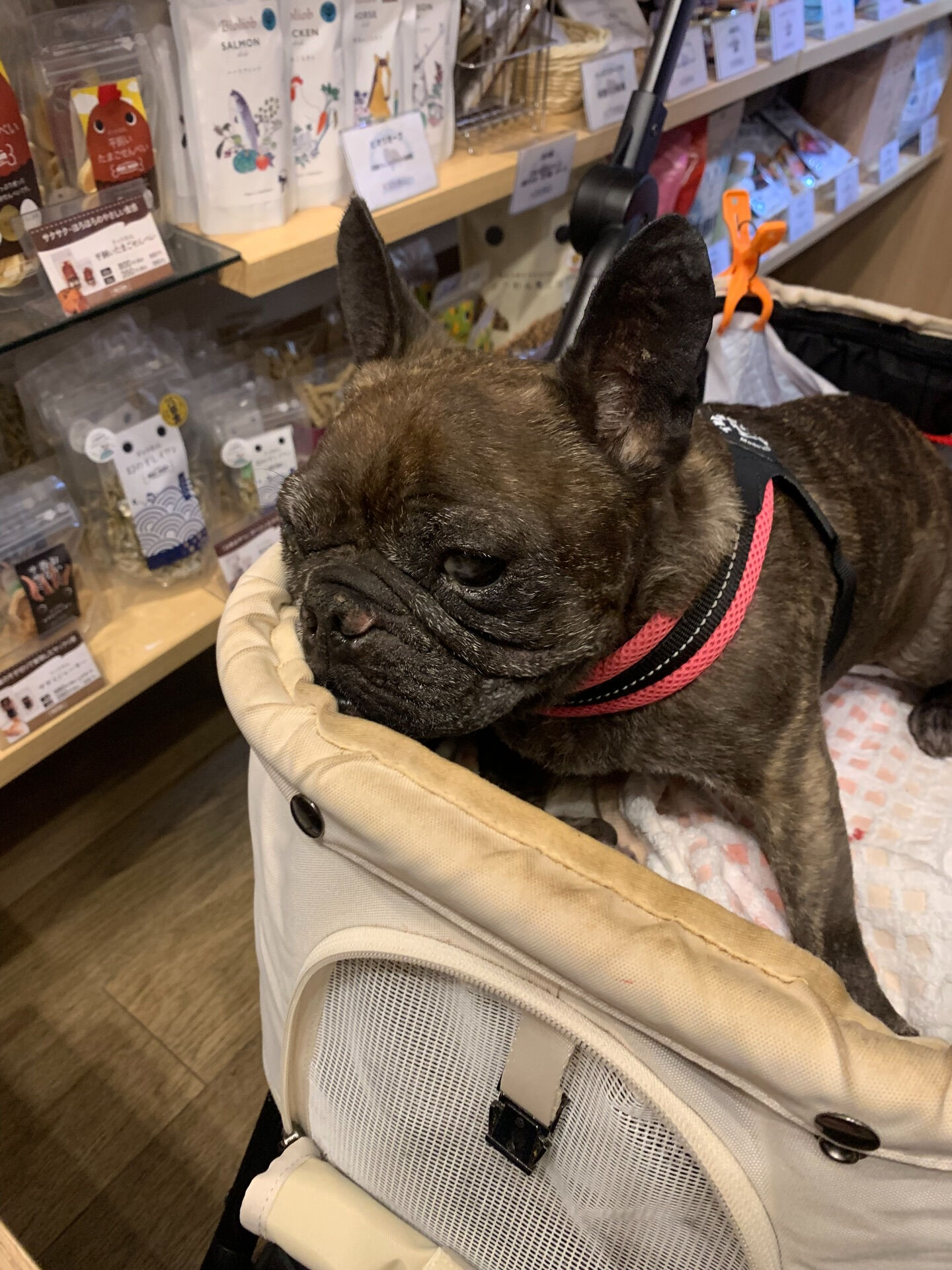 ランランちゃんご来店ありがとうございます😊