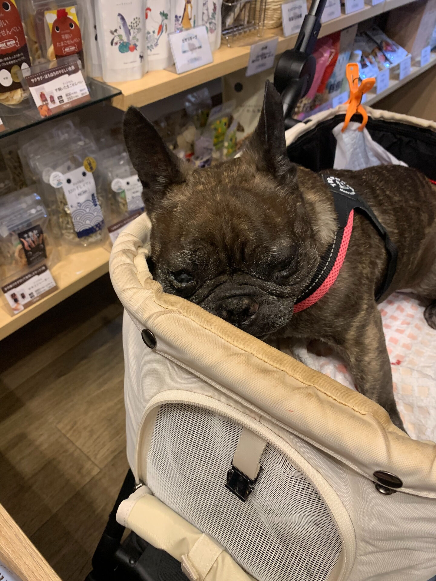 ランランちゃんご来店ありがとうございます😊