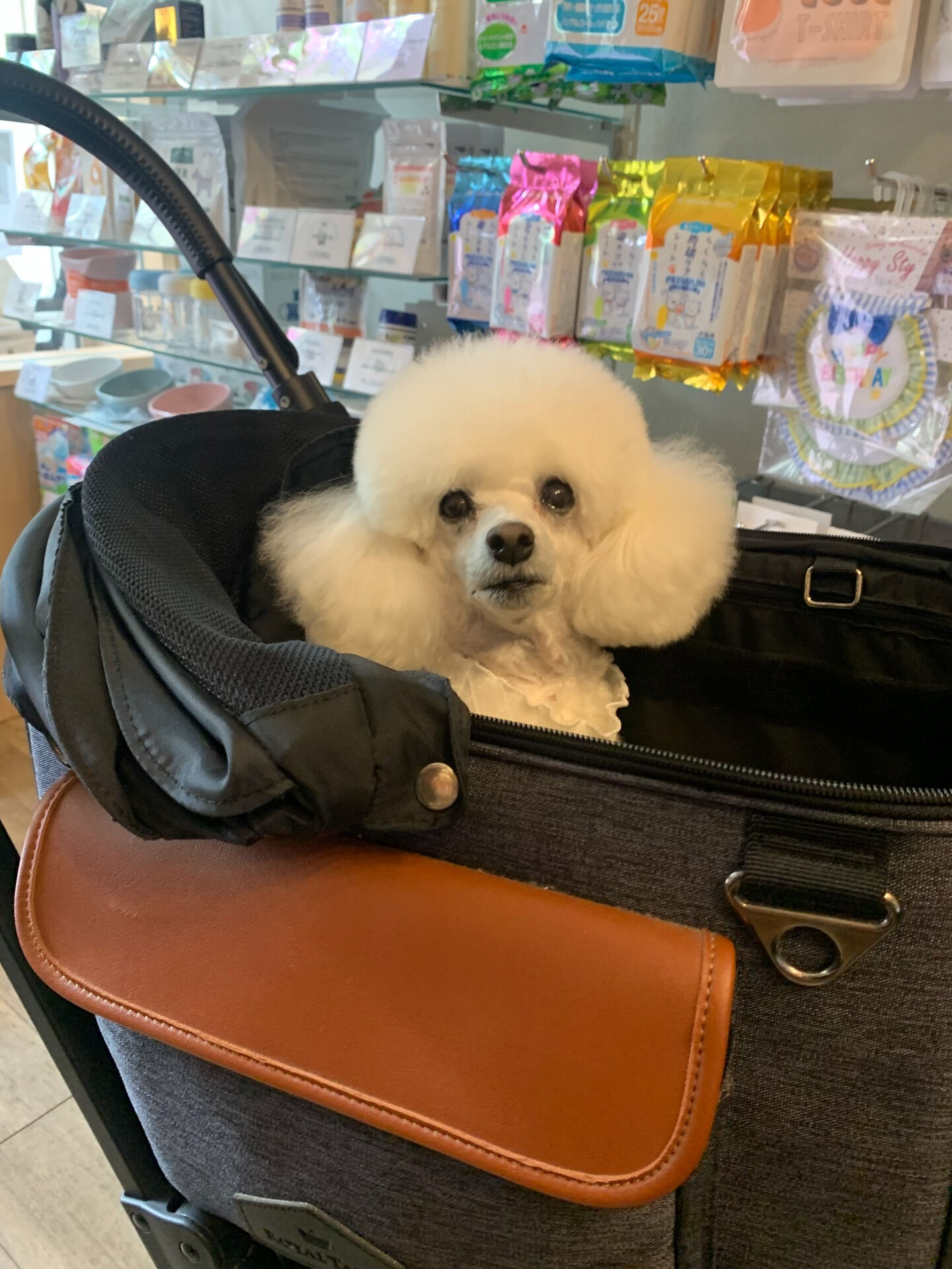 ポンスちゃんご来店ありがとうございます😊