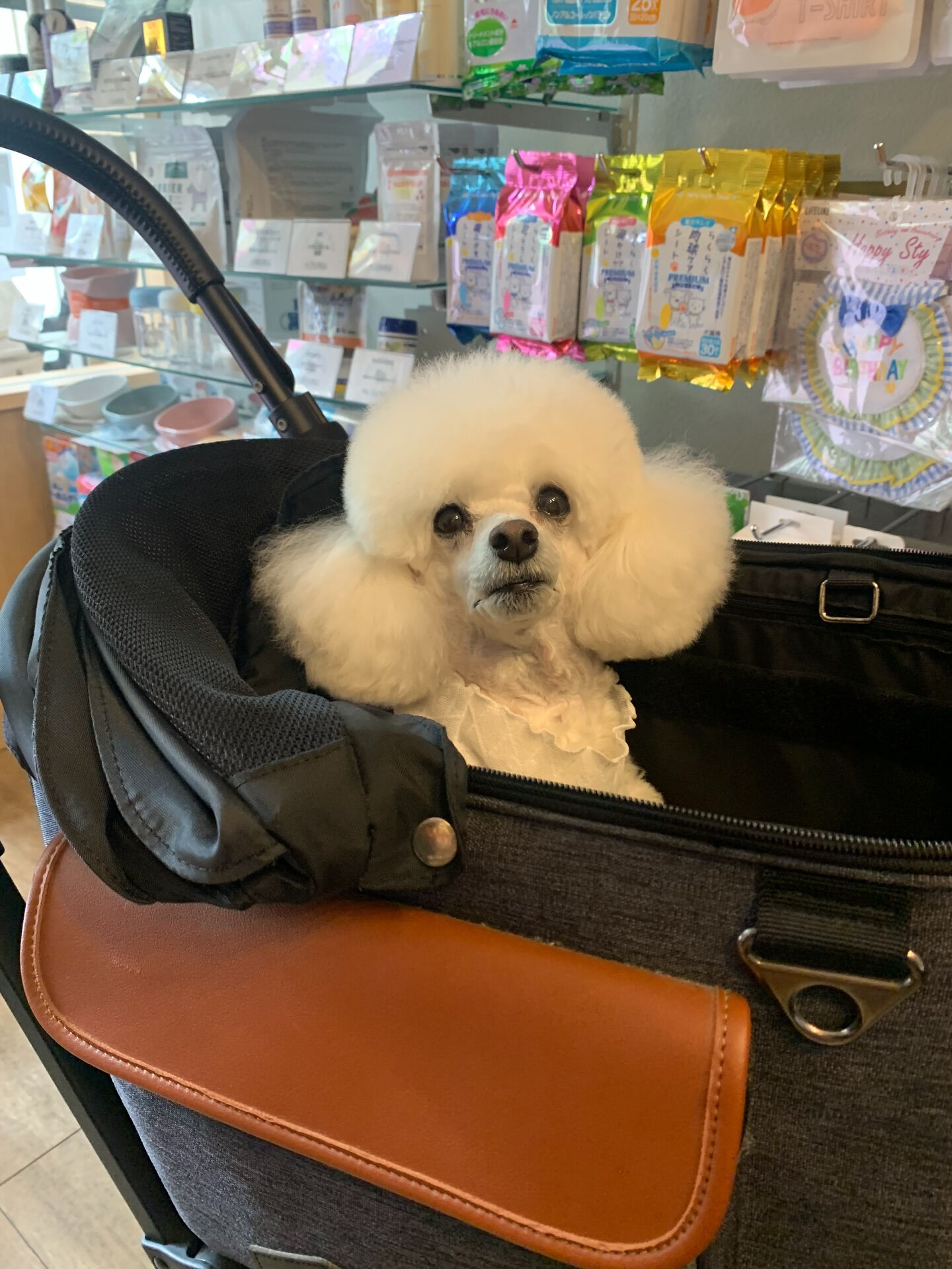 ポンスちゃんご来店ありがとうございます😊