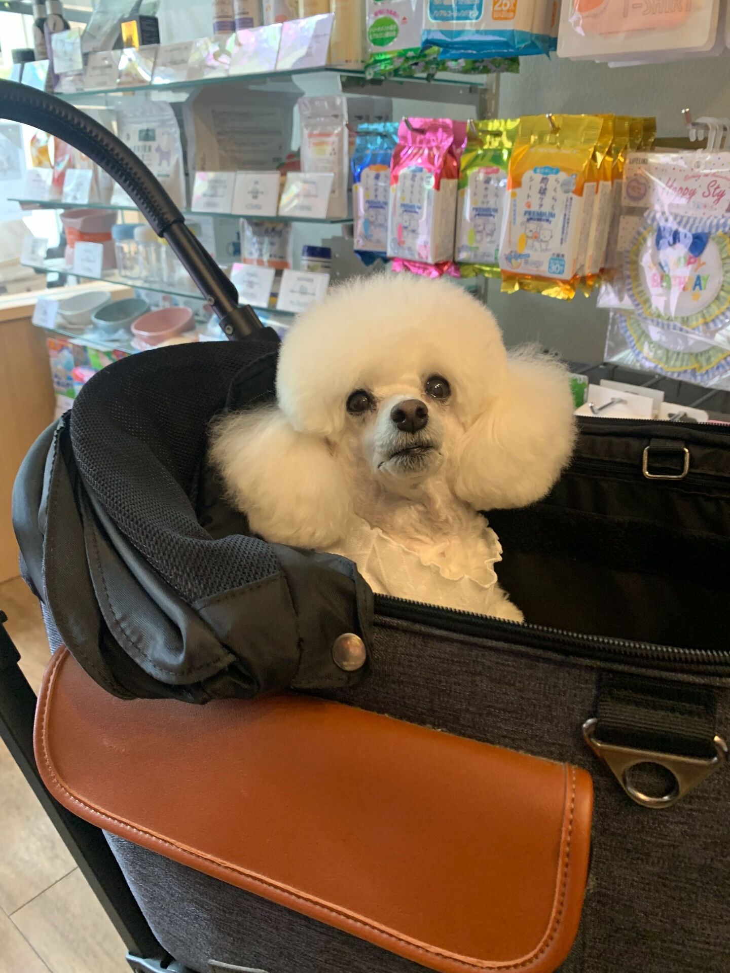 ポンスちゃんご来店ありがとうございます😊