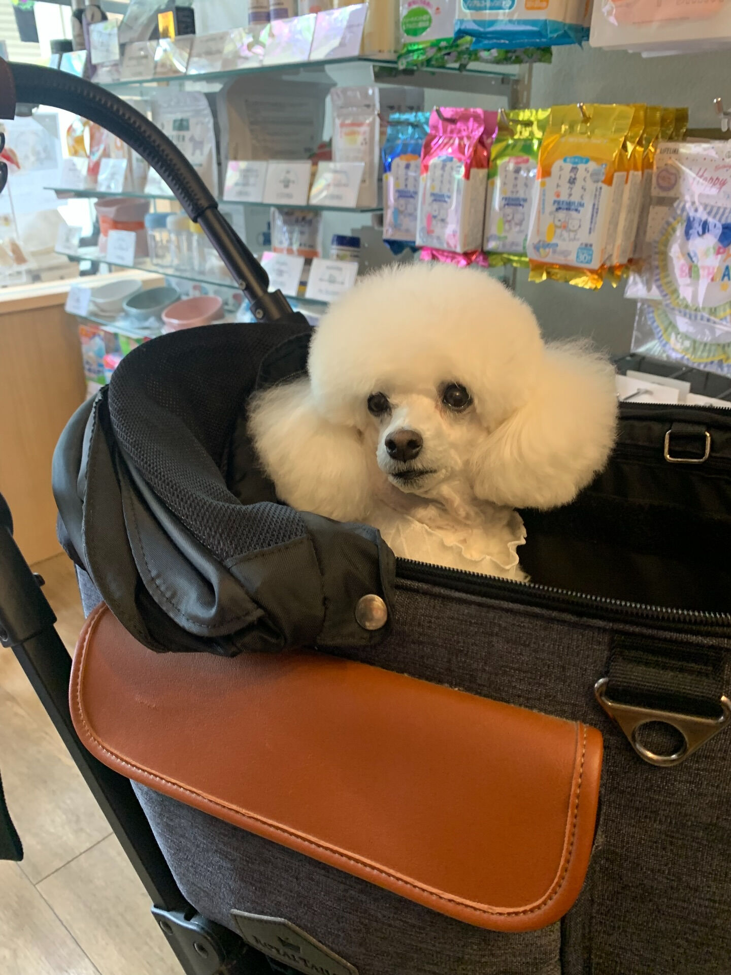 ポンスちゃんご来店ありがとうございます😊