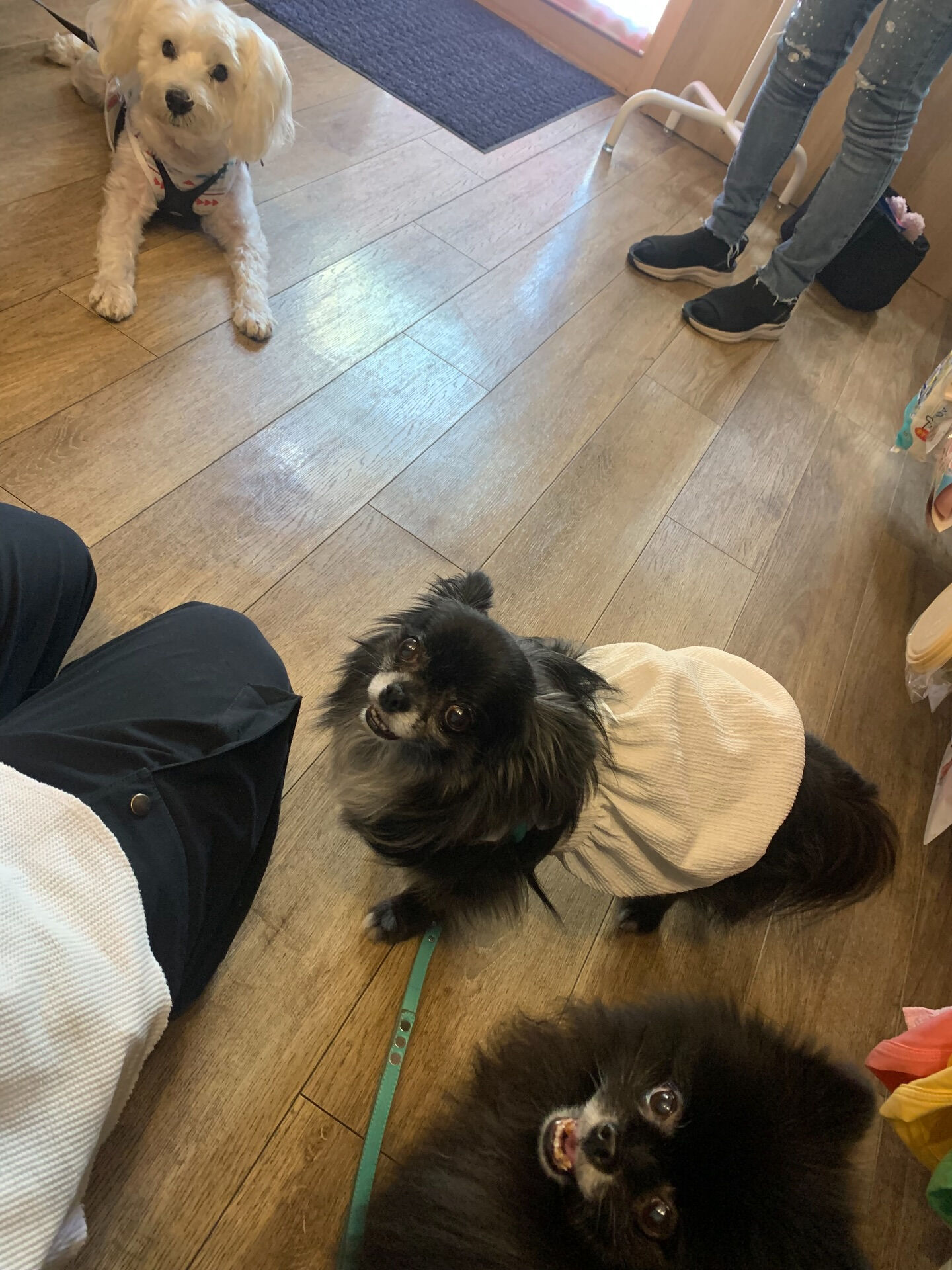 ラナちゃんご来店ありがとうございます😊
