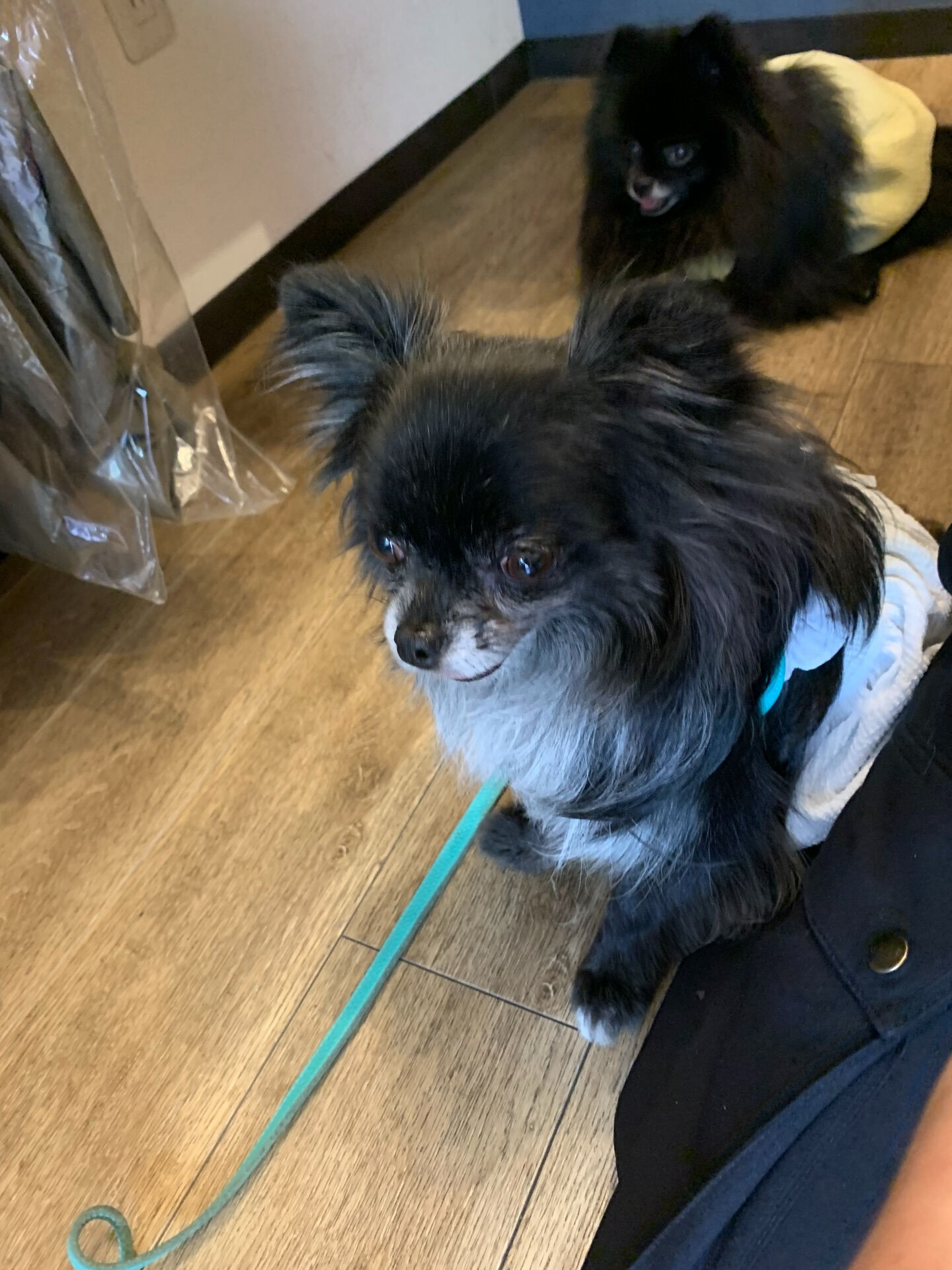 ラナちゃんご来店ありがとうございます😊