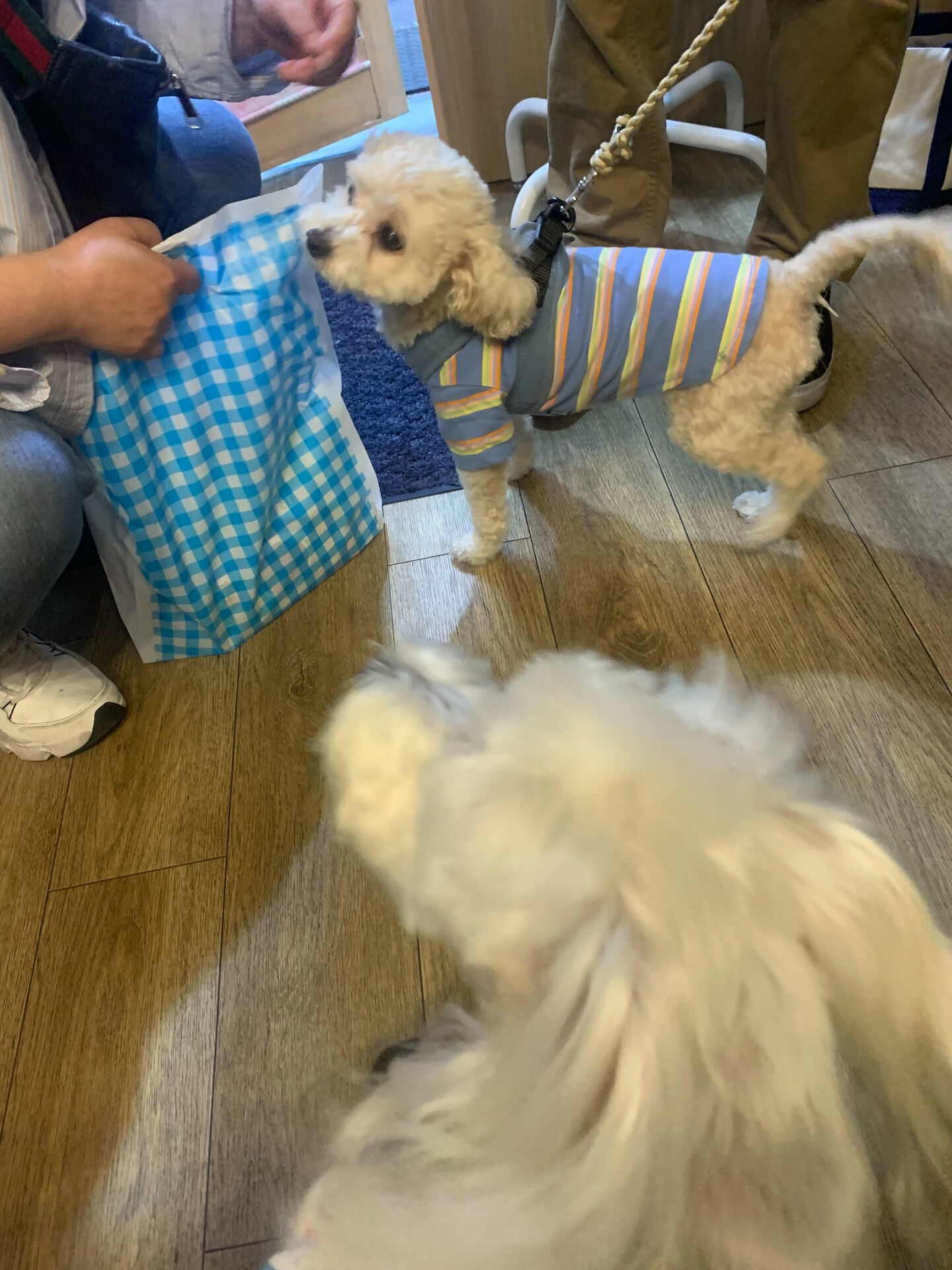 プーマくんご来店ありがとうございます😊