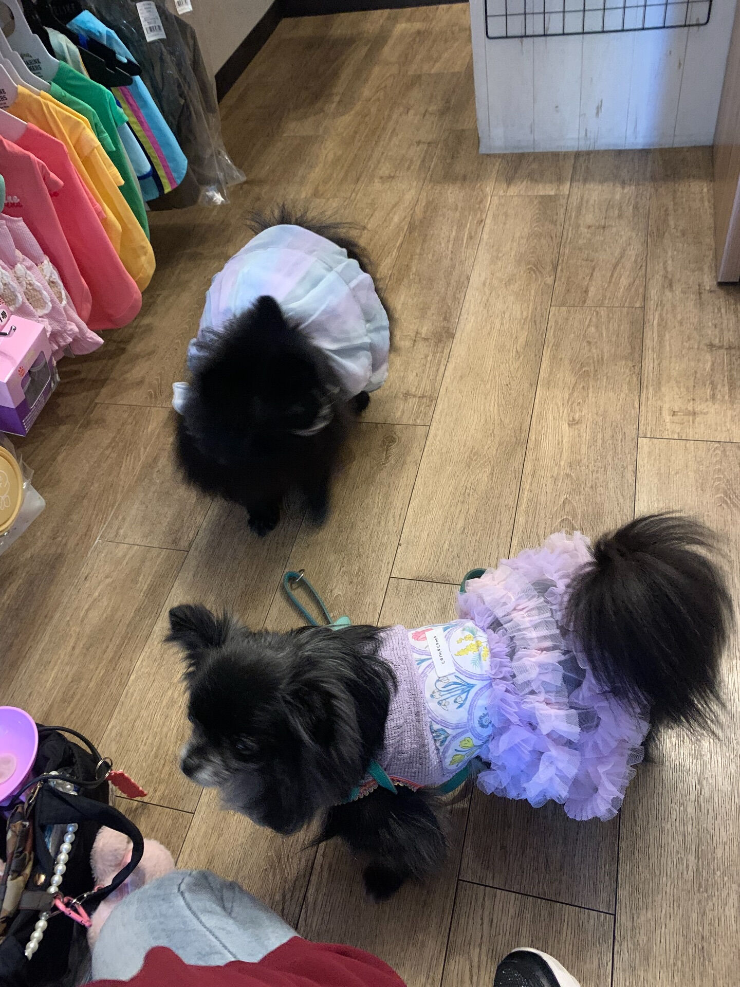 ラナちゃんご来店ありがとうございます😊
