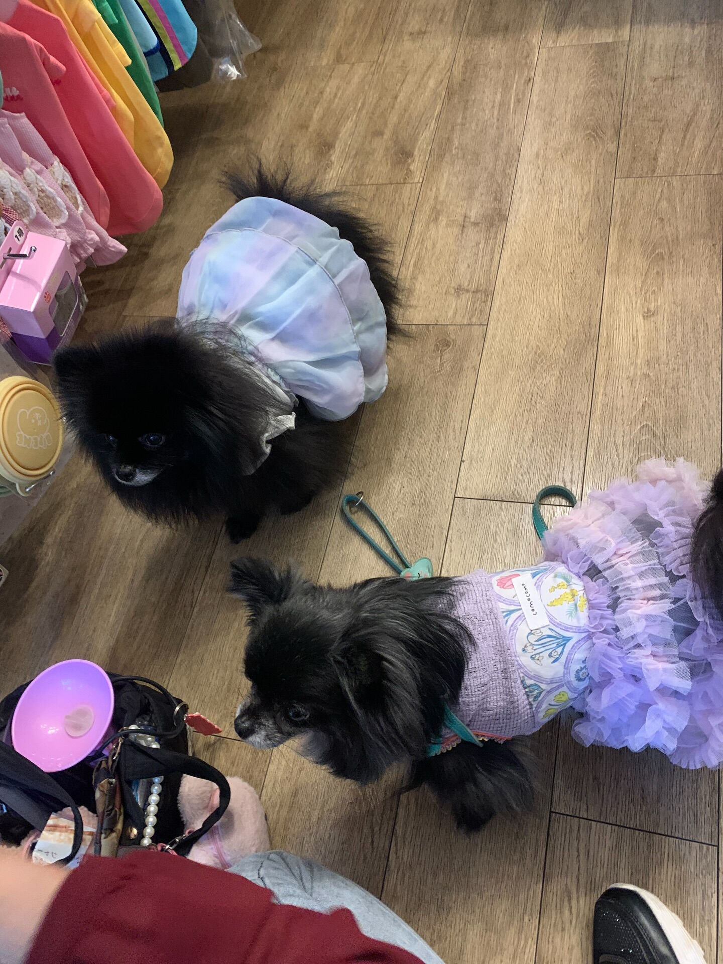 ラナちゃんご来店ありがとうございます😊