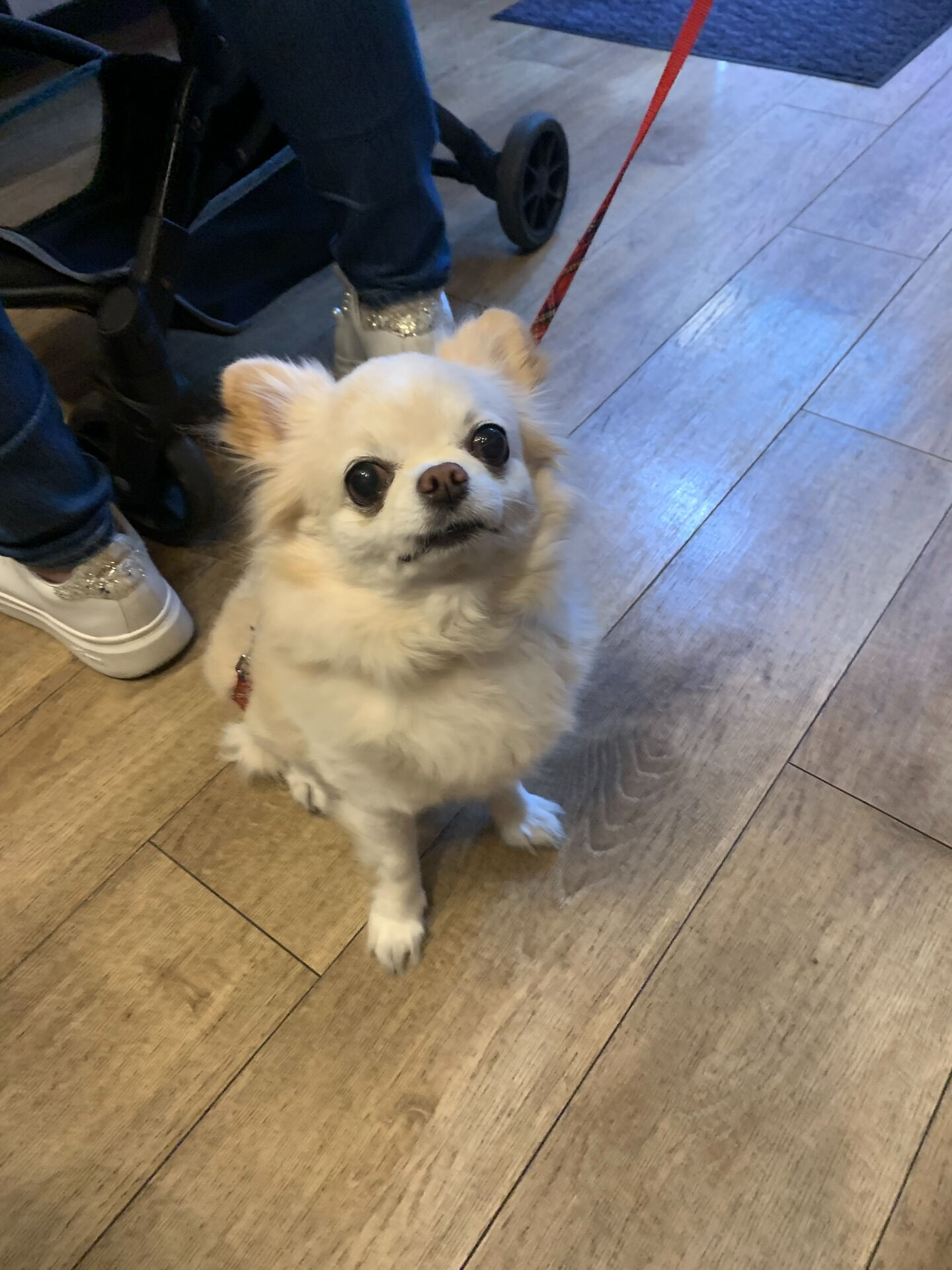 ルルちゃんご来店ありがとうございます😊