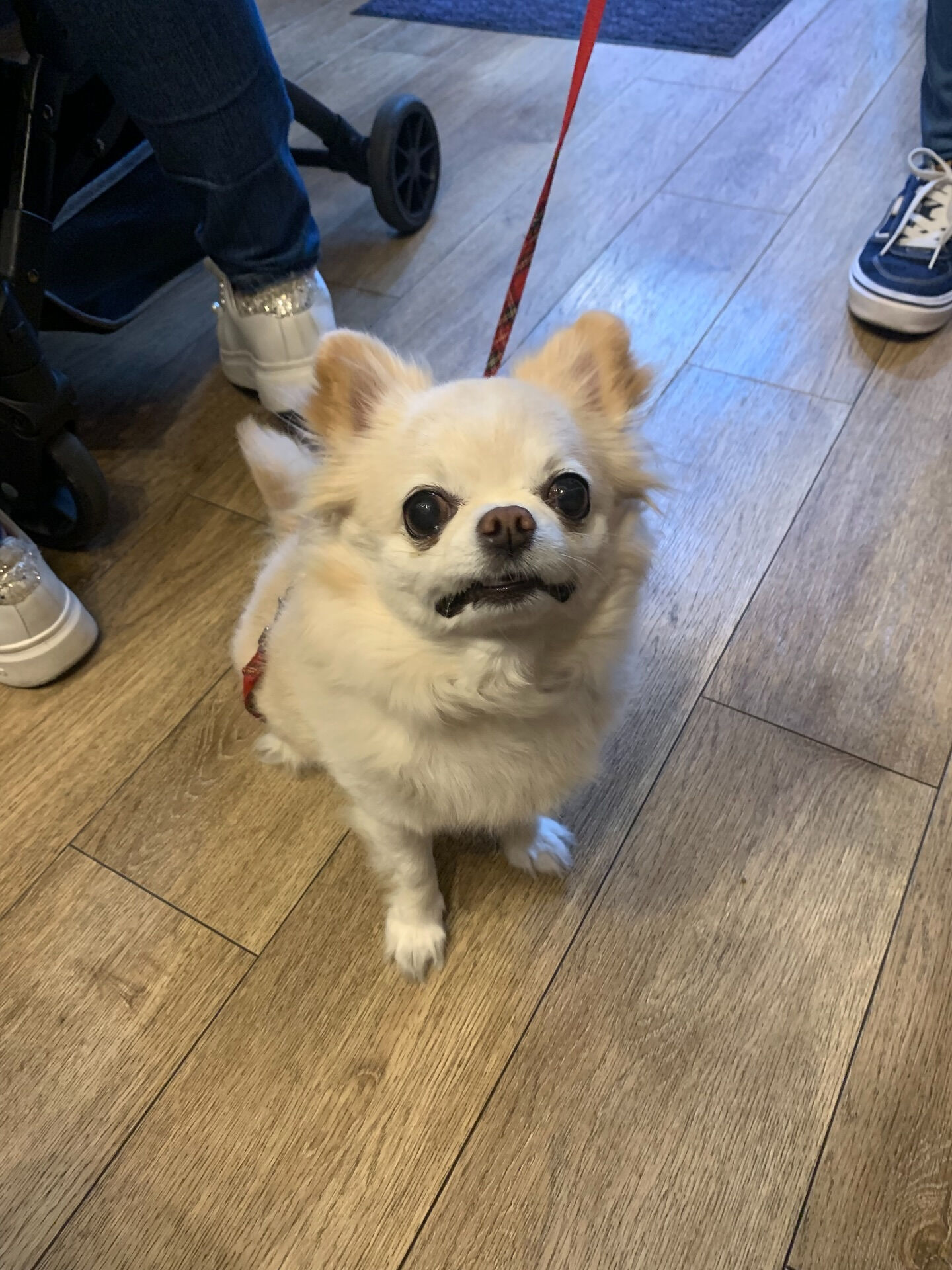 ルルちゃんご来店ありがとうございます😊