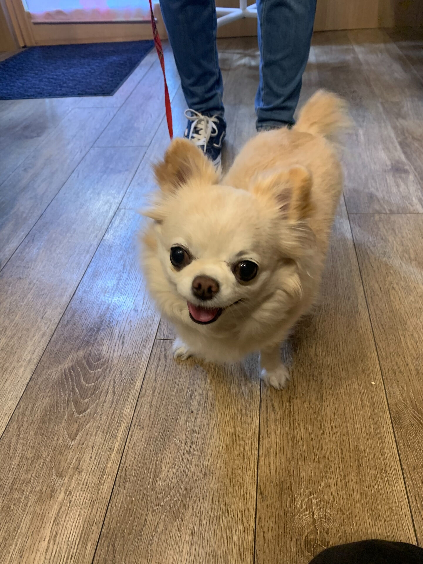 ルルちゃんご来店ありがとうございます😊