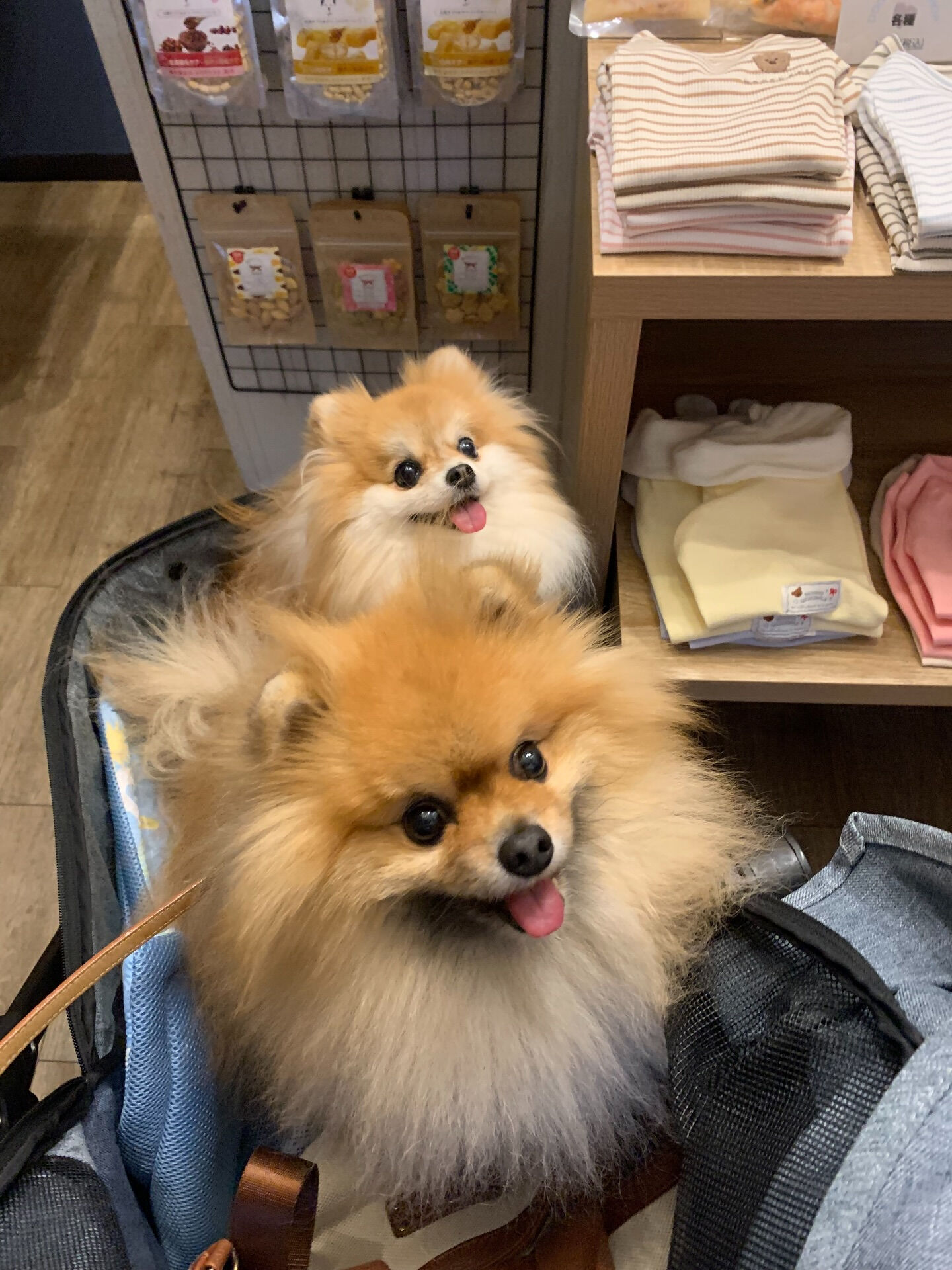 そらくん、ルナちゃんご来店ありがとうございます😊