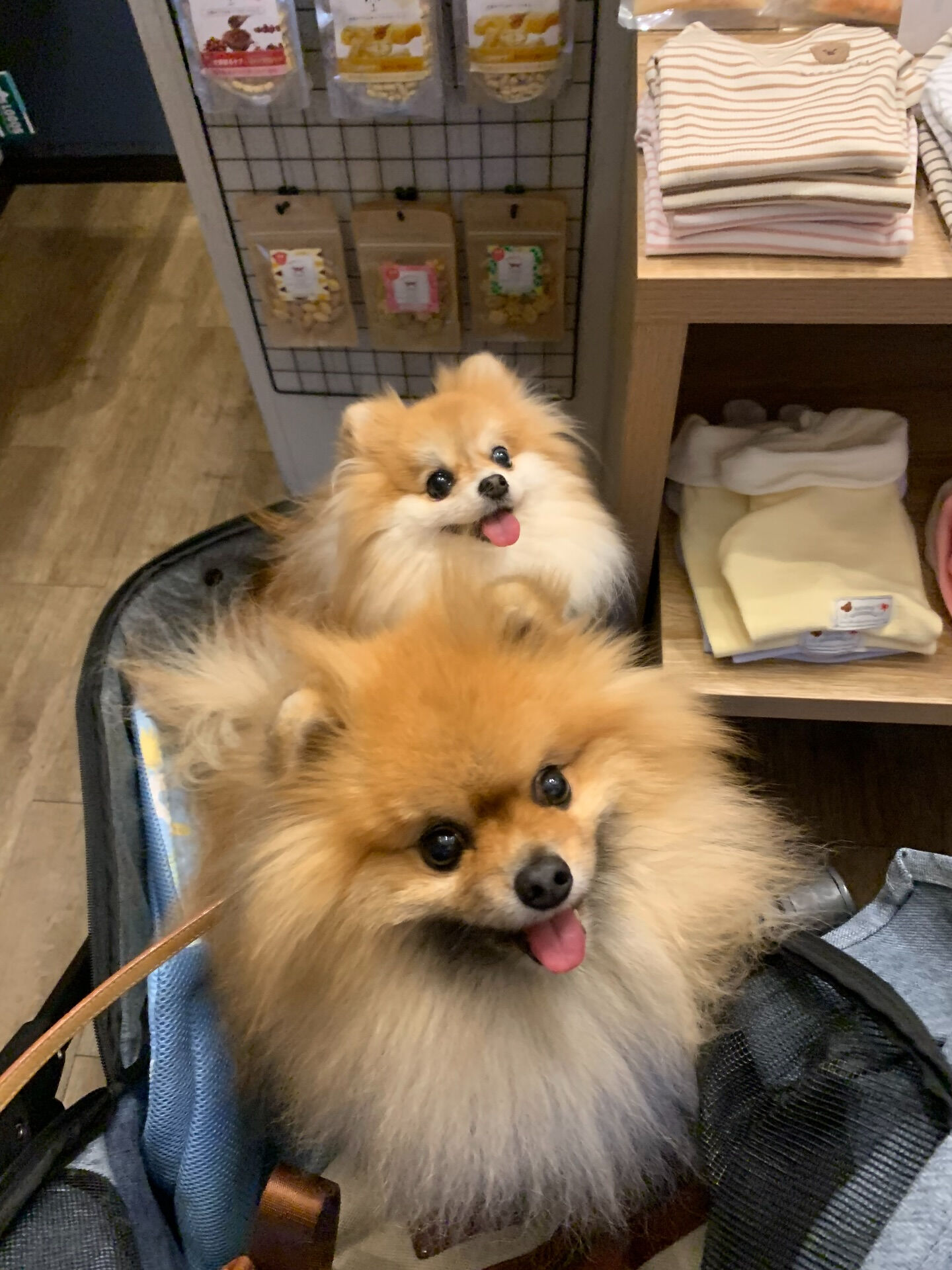 そらくん、ルナちゃんご来店ありがとうございます😊