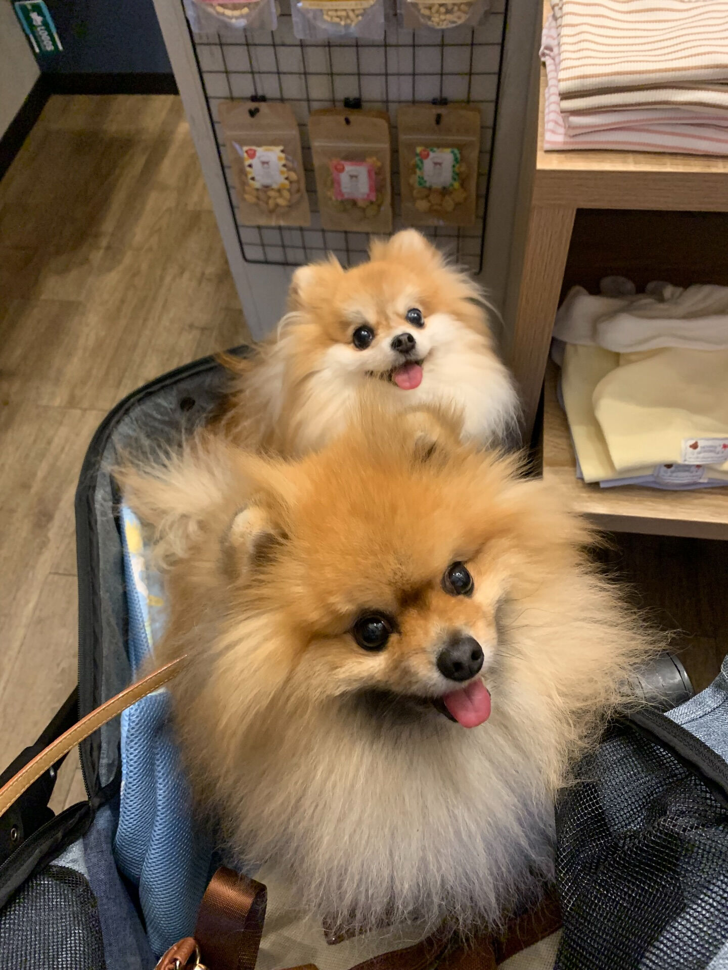 そらくん、ルナちゃんご来店ありがとうございます😊