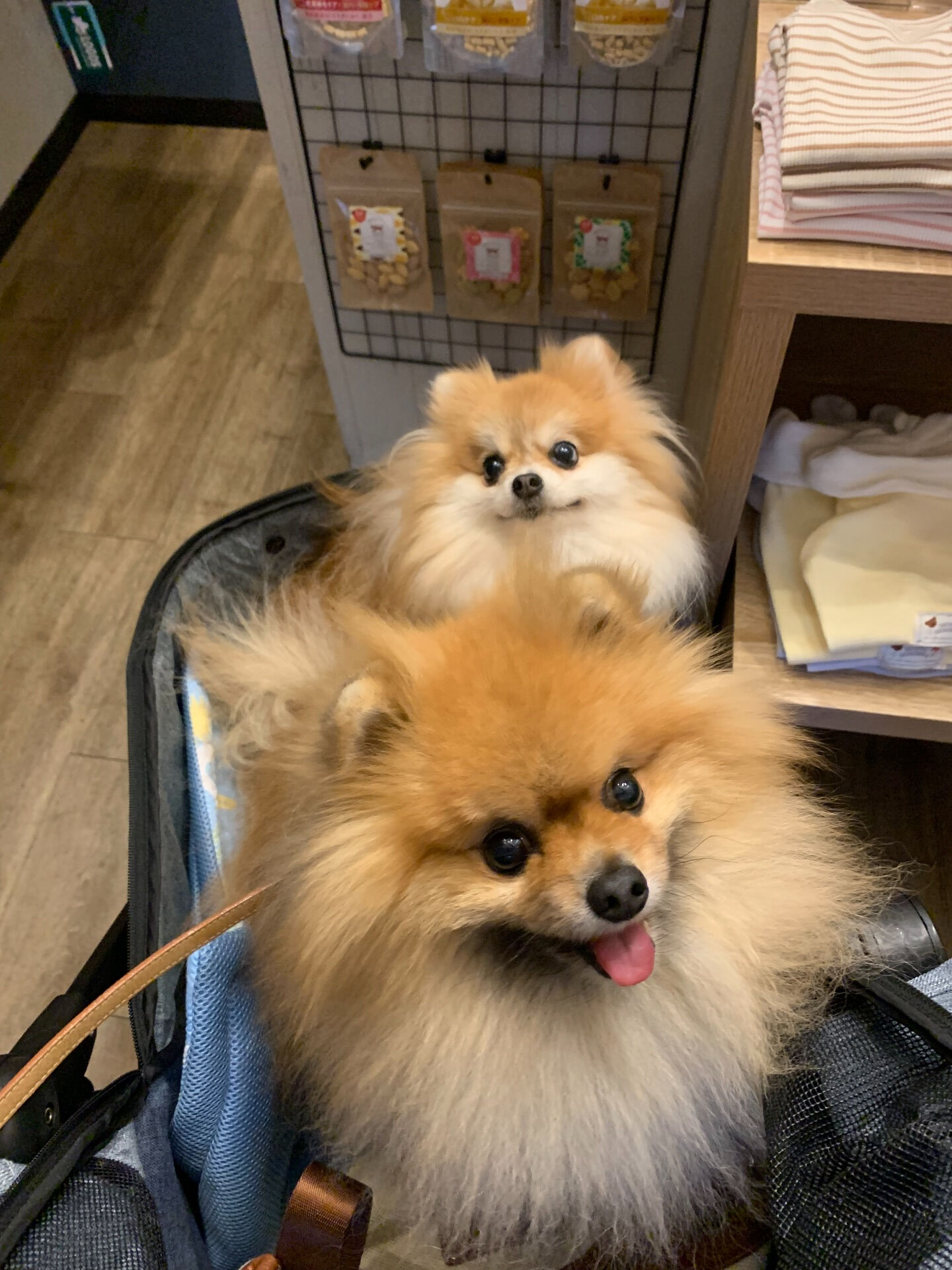 そらくん、ルナちゃんご来店ありがとうございます😊