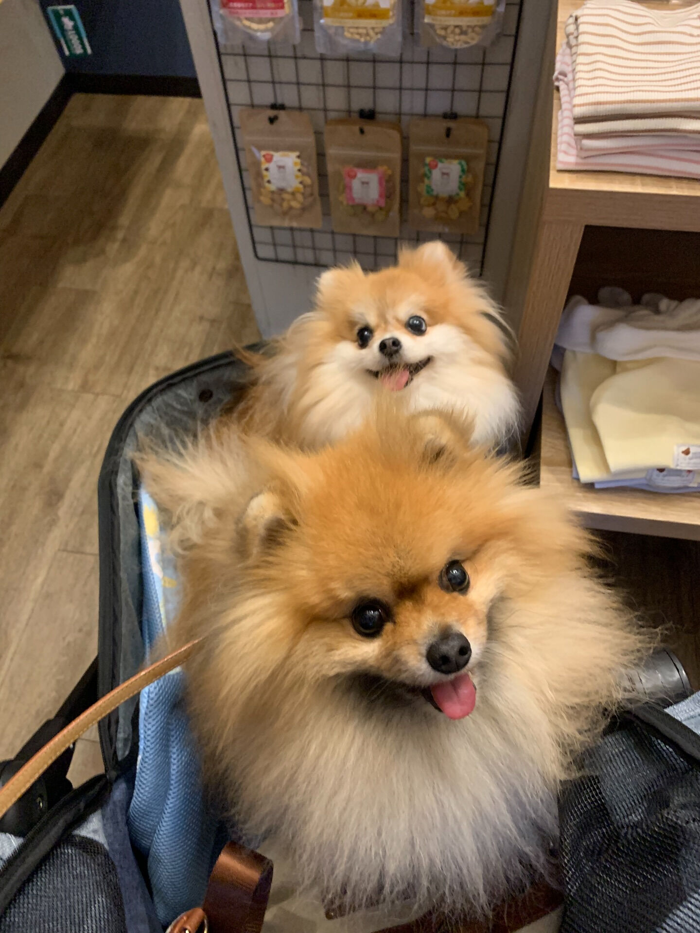 そらくん、ルナちゃんご来店ありがとうございます😊