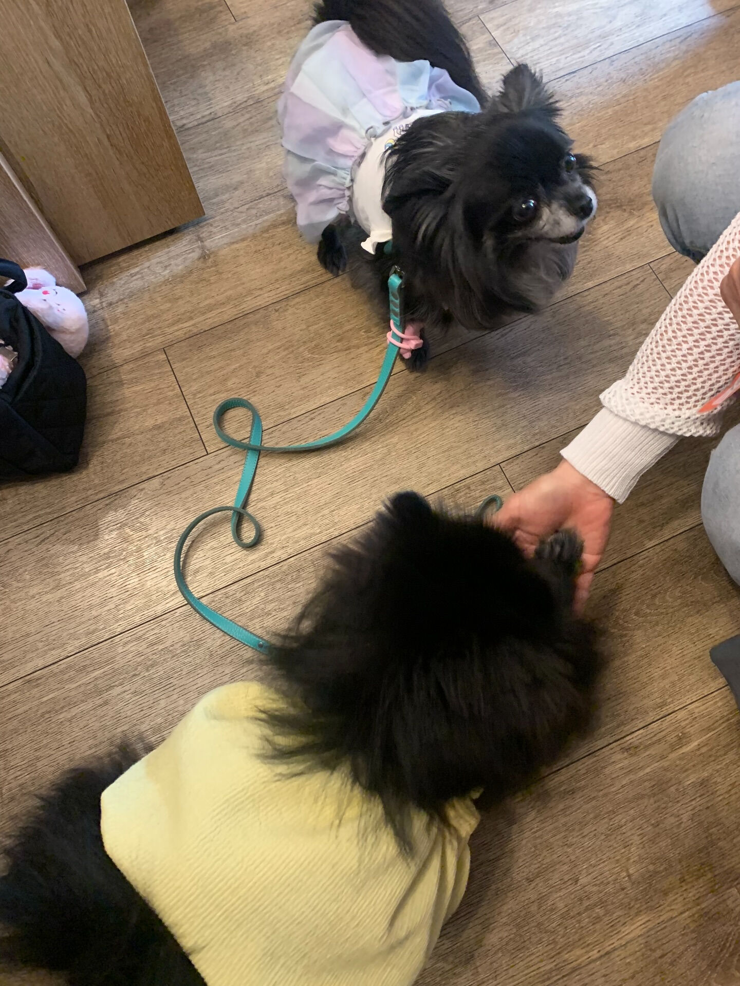 ラナちゃんご来店ありがとうございます😊