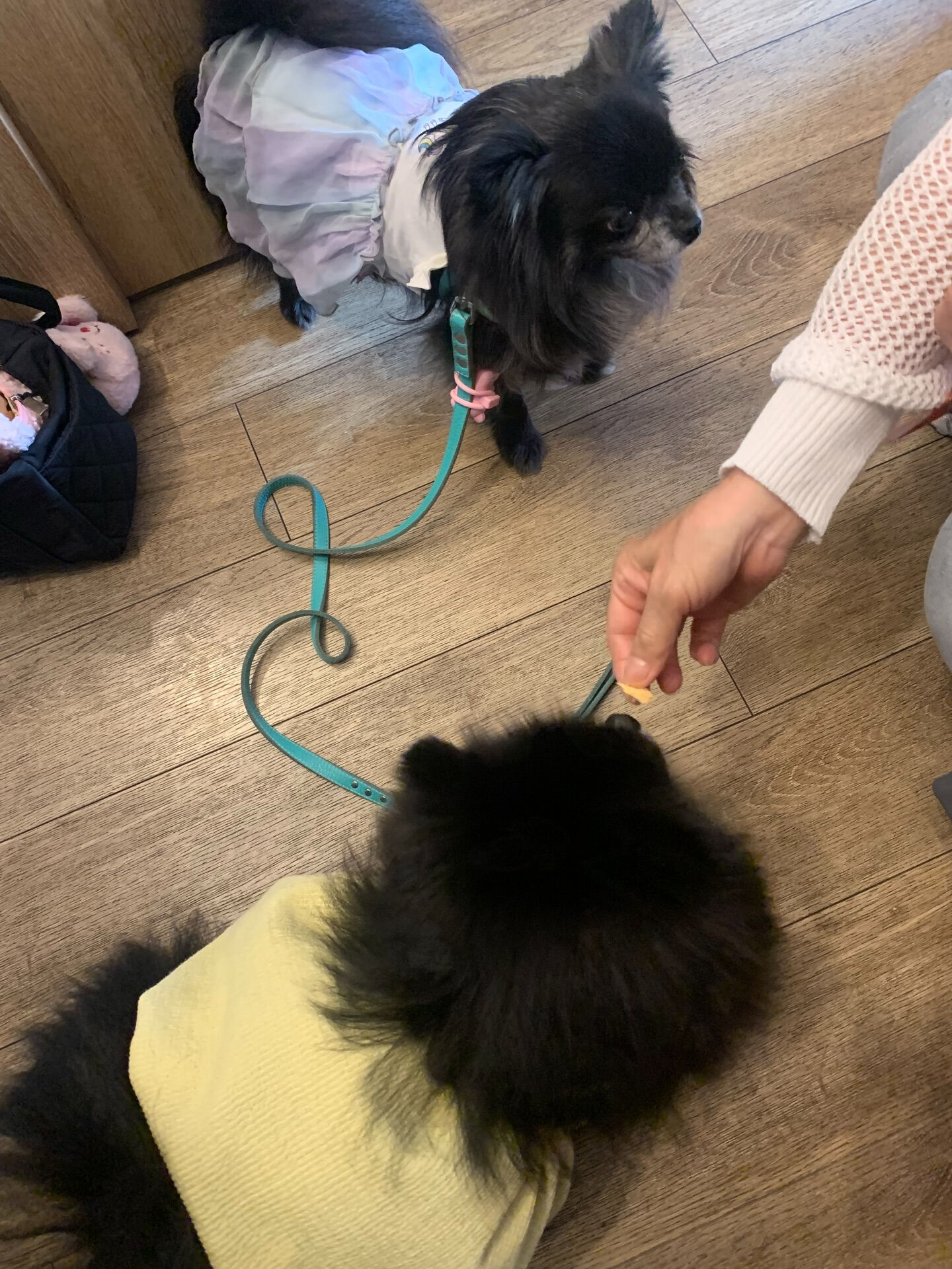 ラナちゃんご来店ありがとうございます😊