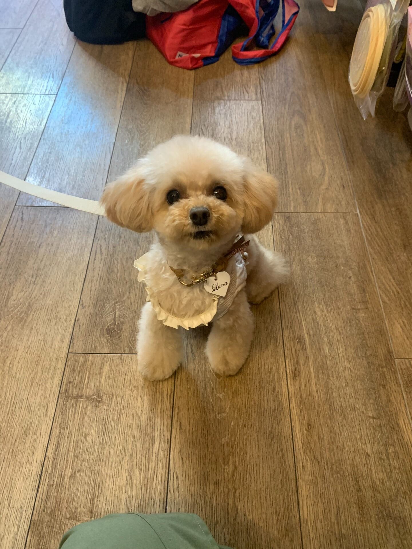 ルナちゃんご来店ありがとうございます😊