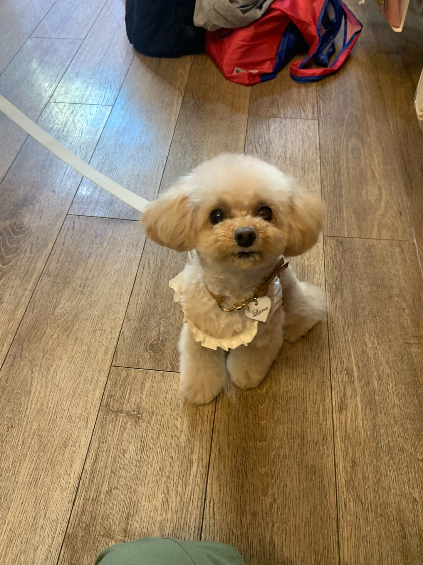 ルナちゃんご来店ありがとうございます😊
