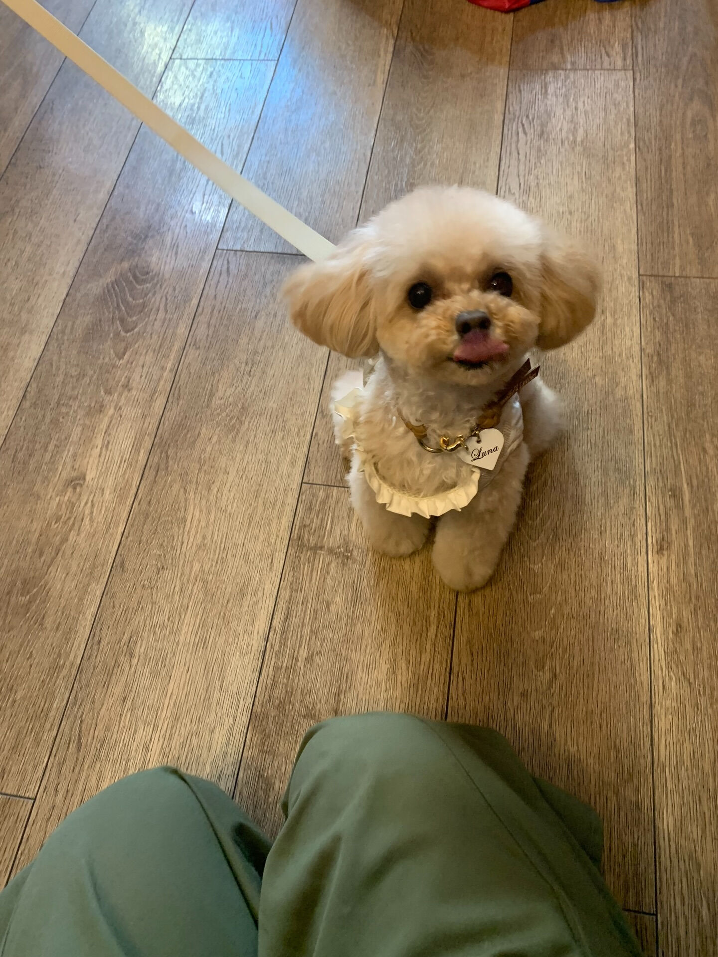 ルナちゃんご来店ありがとうございます😊