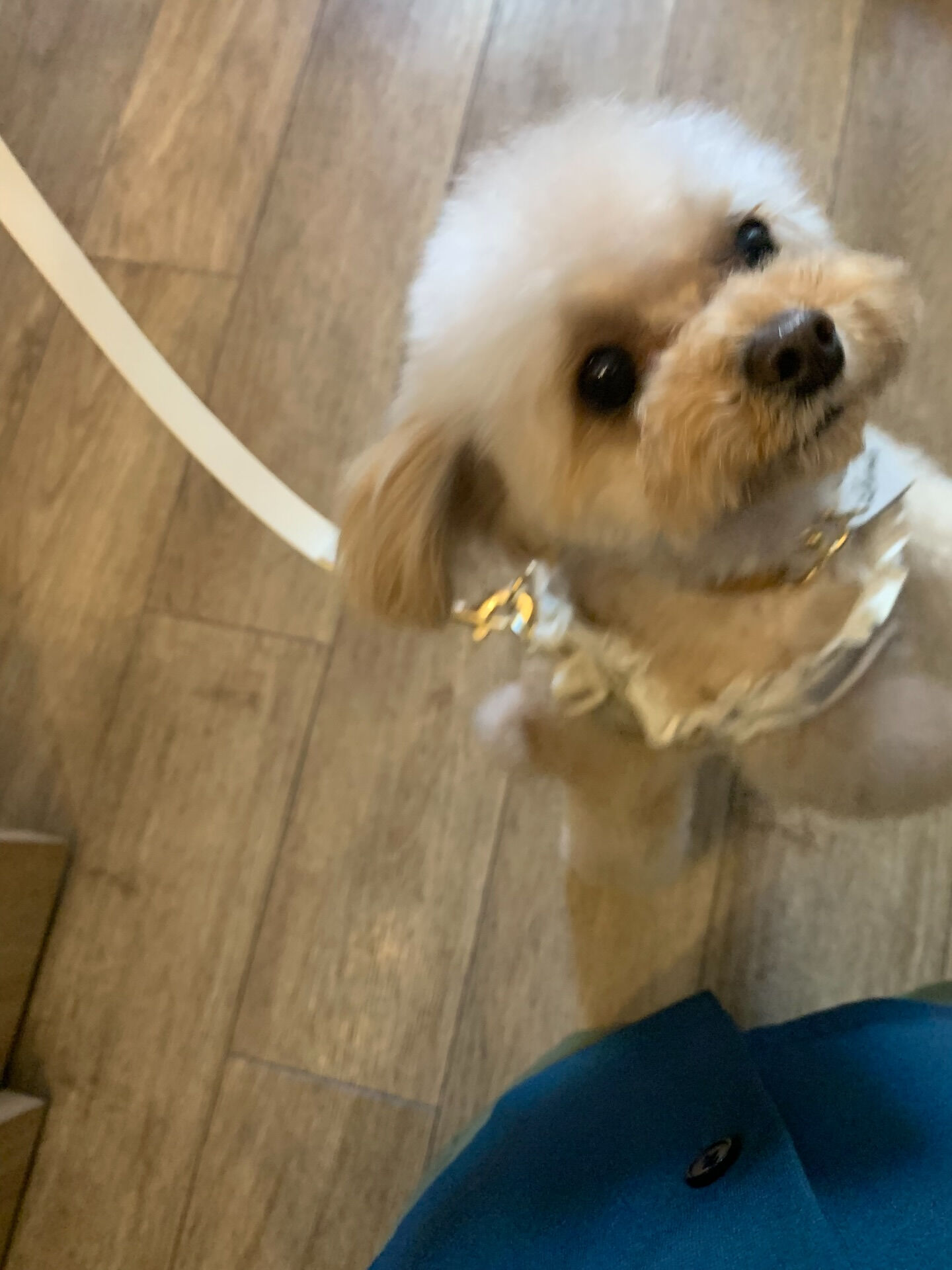 ルナちゃんご来店ありがとうございます😊