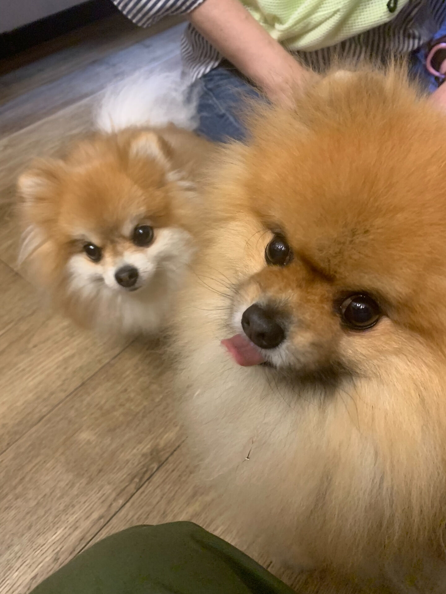 本日の大トリはそらくん、ルナちゃんの仲良しポメ兄妹でしたー👏
