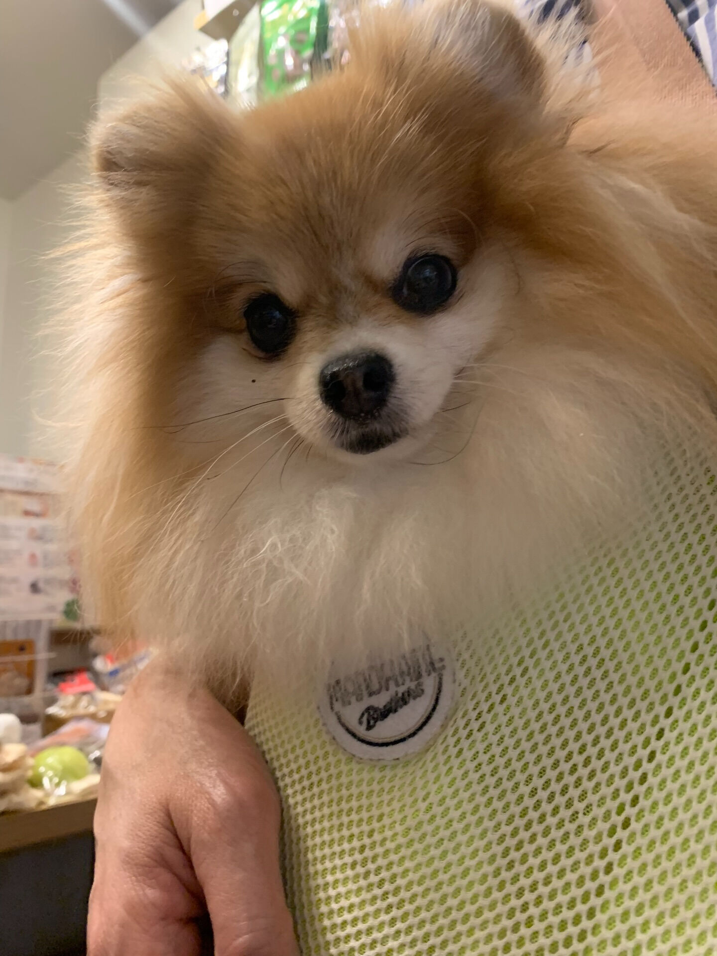 本日の大トリはそらくん、ルナちゃんの仲良しポメ兄妹でしたー👏