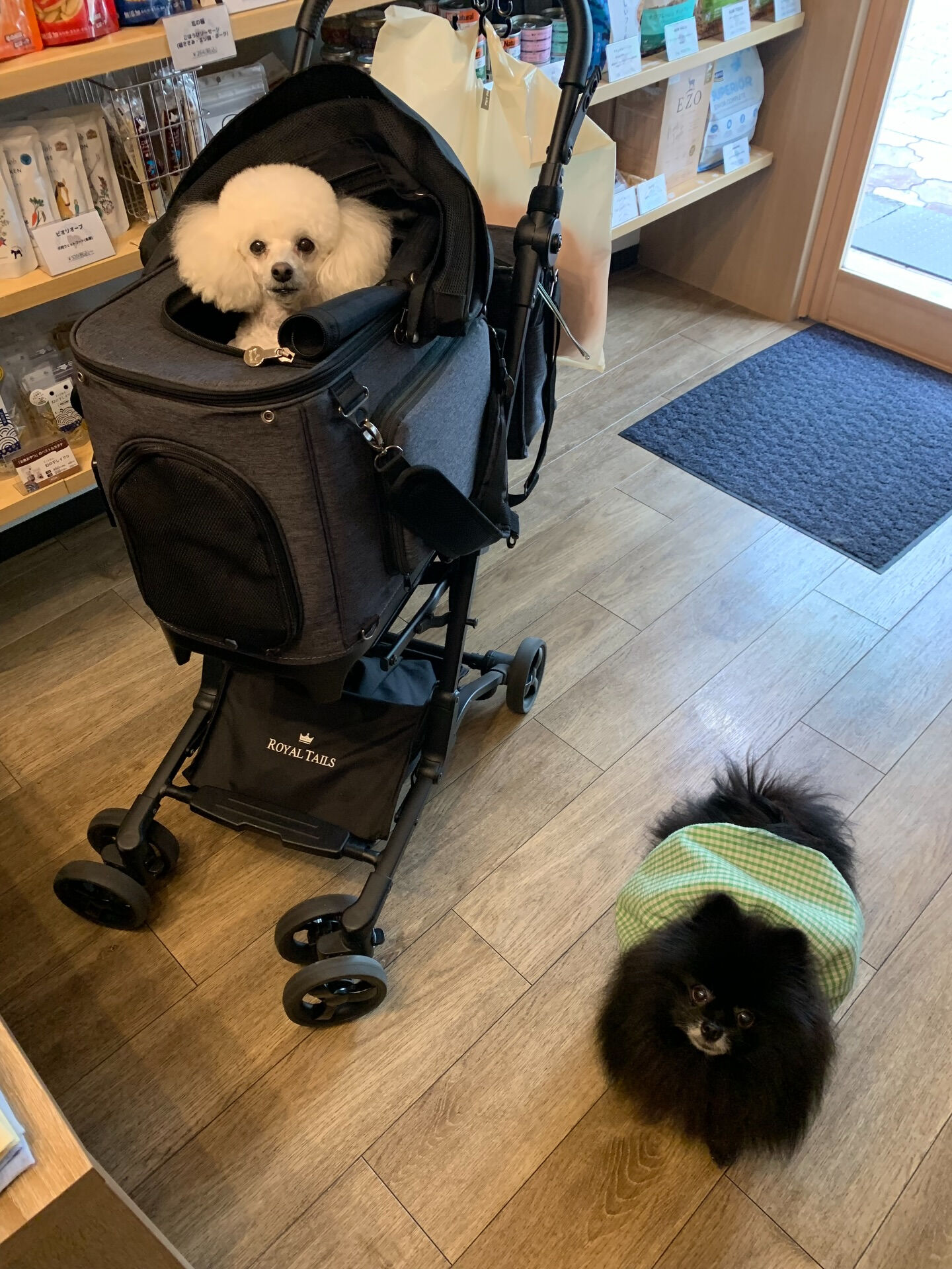 ポンスちゃんご来店ありがとうございます😊