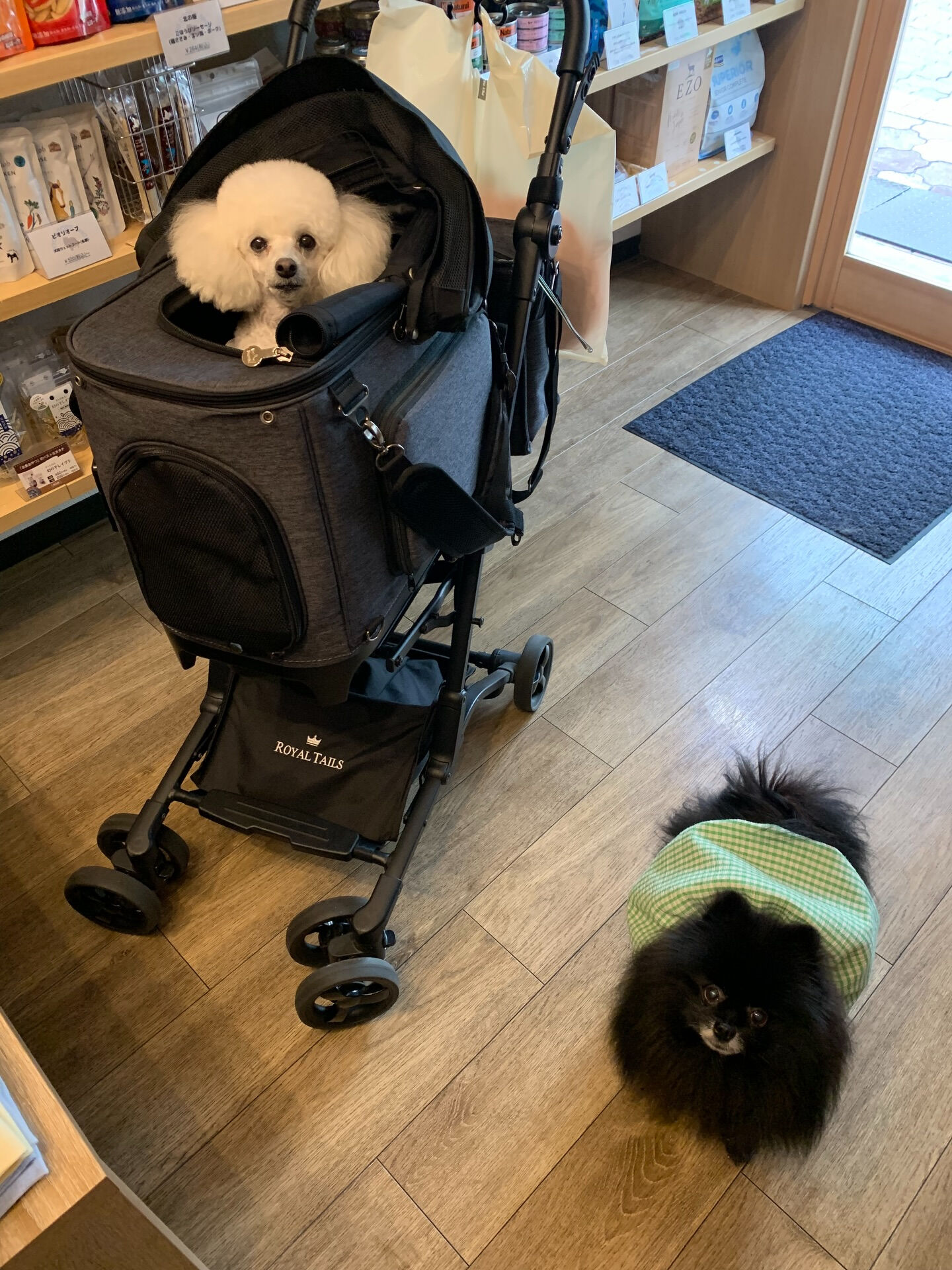 ポンスちゃんご来店ありがとうございます😊