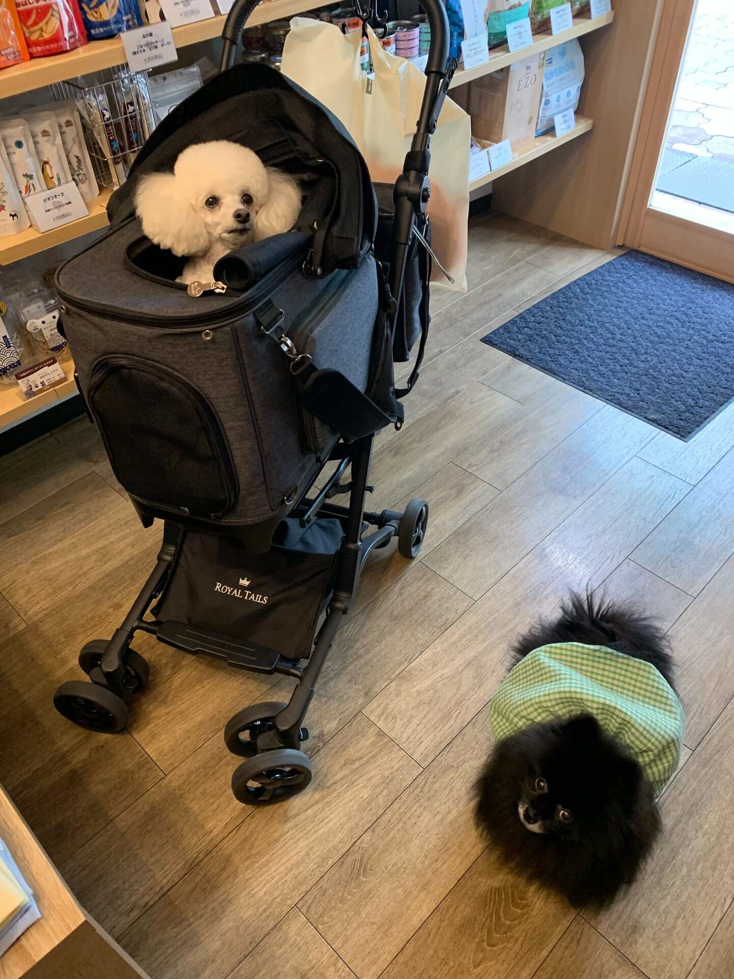 ポンスちゃんご来店ありがとうございます😊