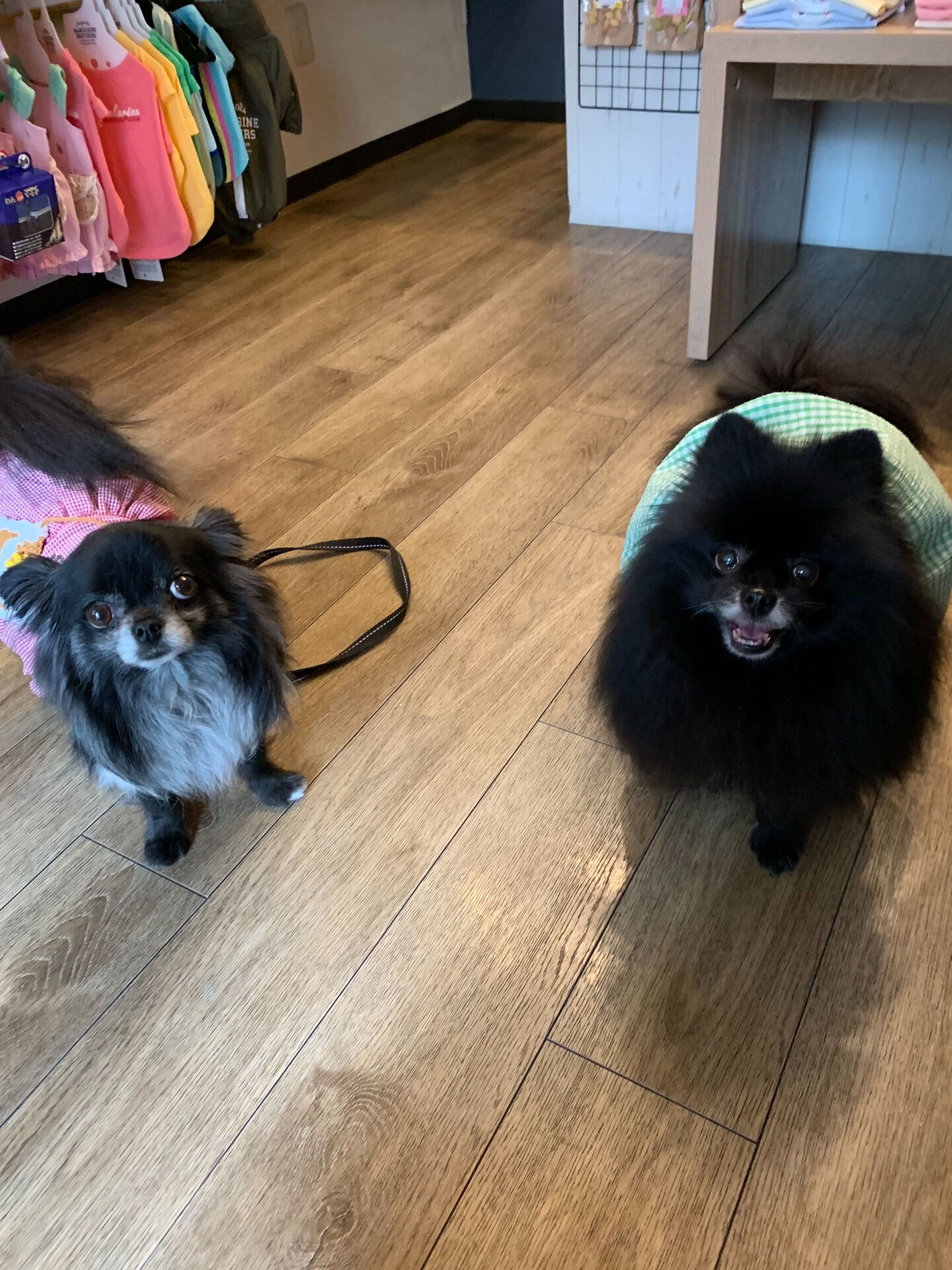 ラナちゃんご来店ありがとうございます😊