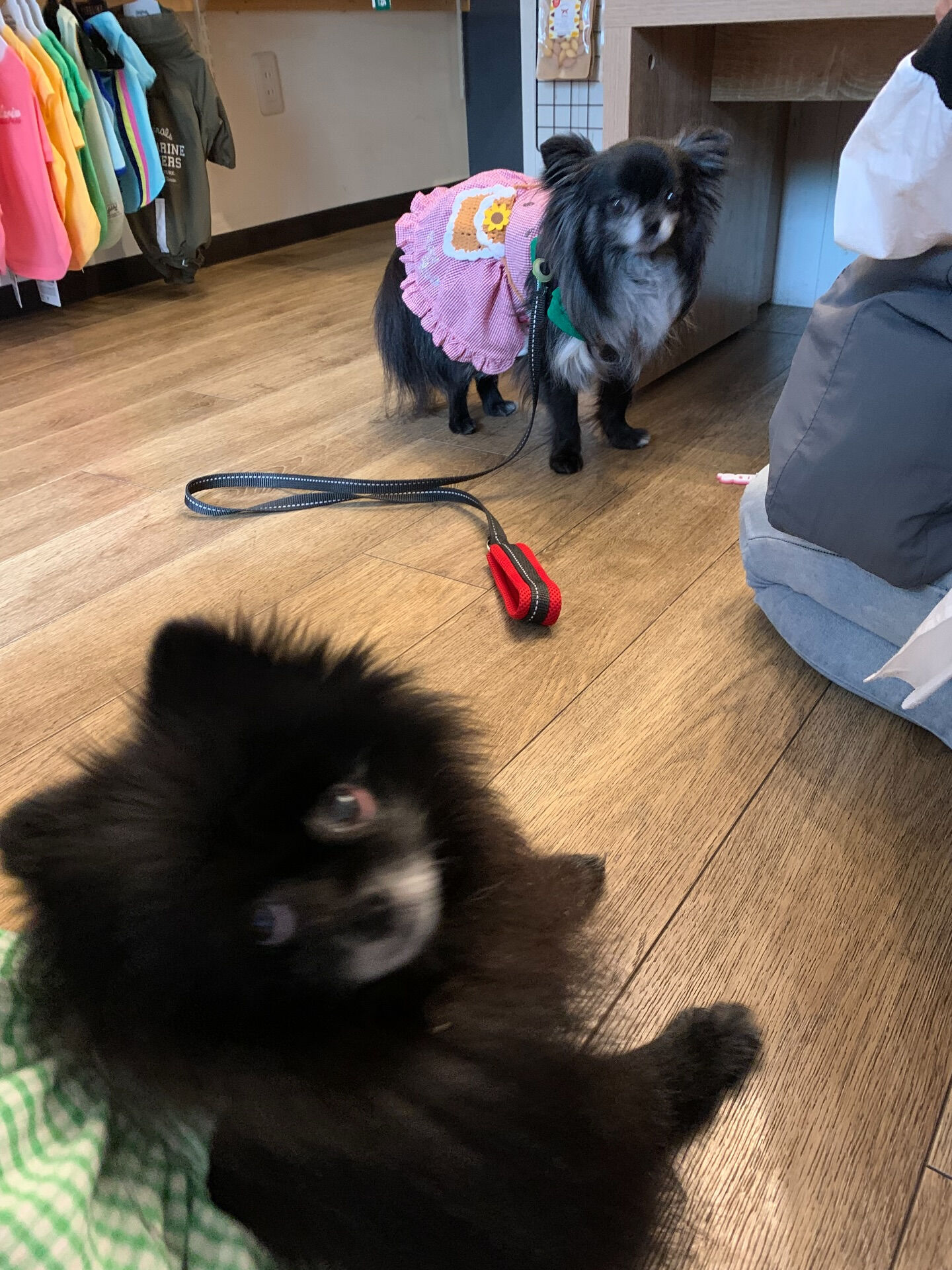 ラナちゃんご来店ありがとうございます😊