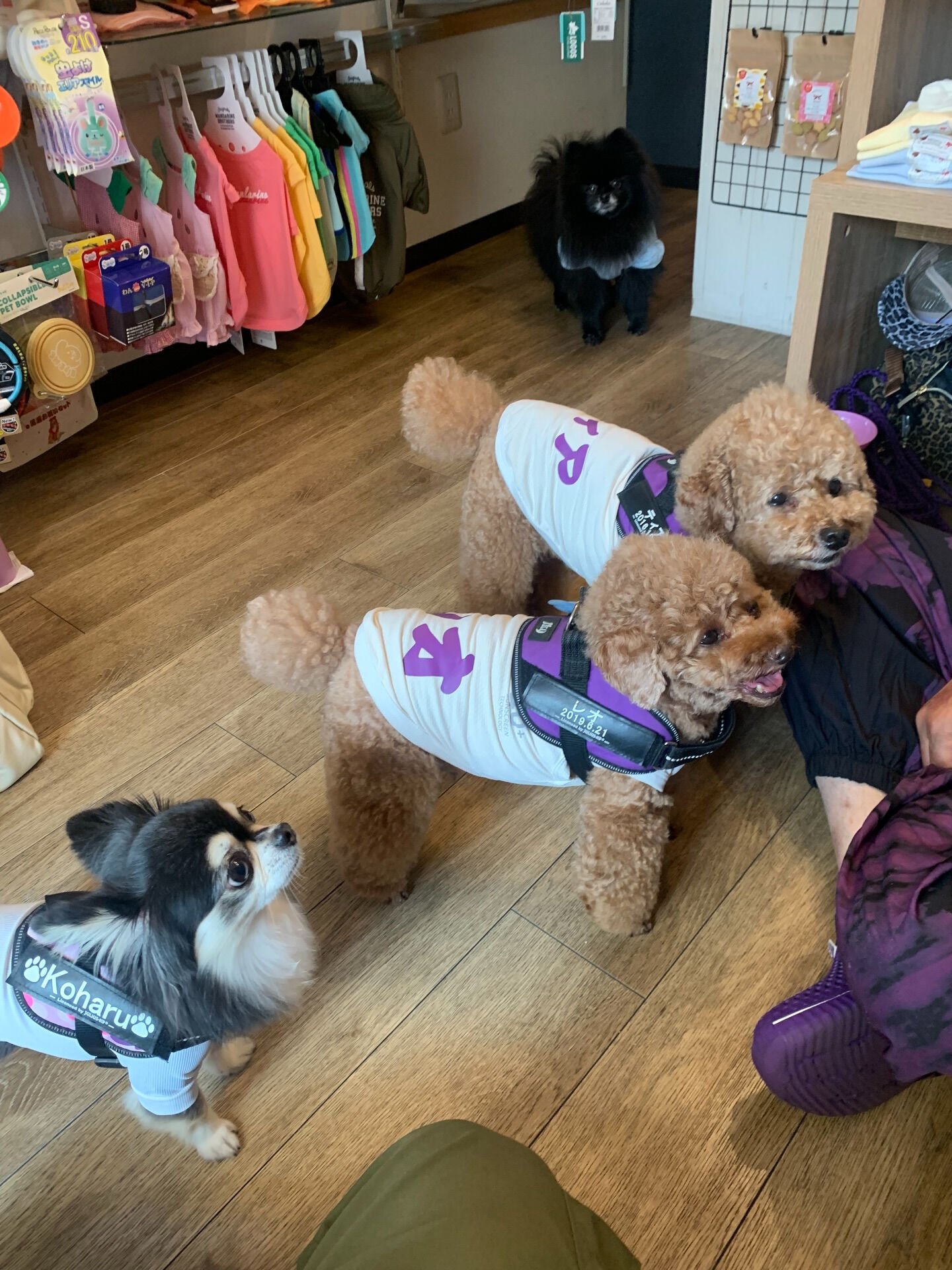 ティアくん、レオくん、こはるちゃんご来店ありがとうございまー