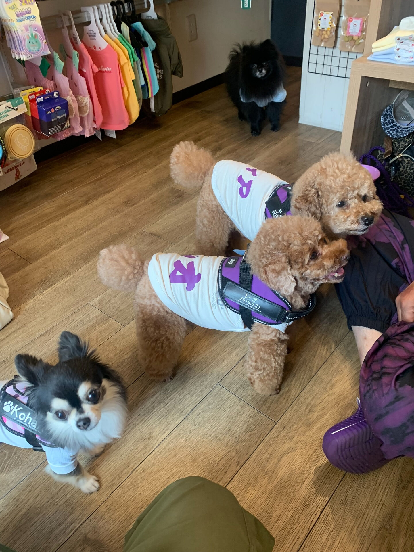 ティアくん、レオくん、こはるちゃんご来店ありがとうございまー