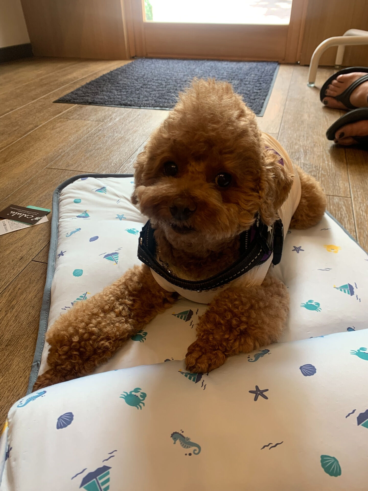 ティアくん、レオくん、こはるちゃんご来店ありがとうございまー