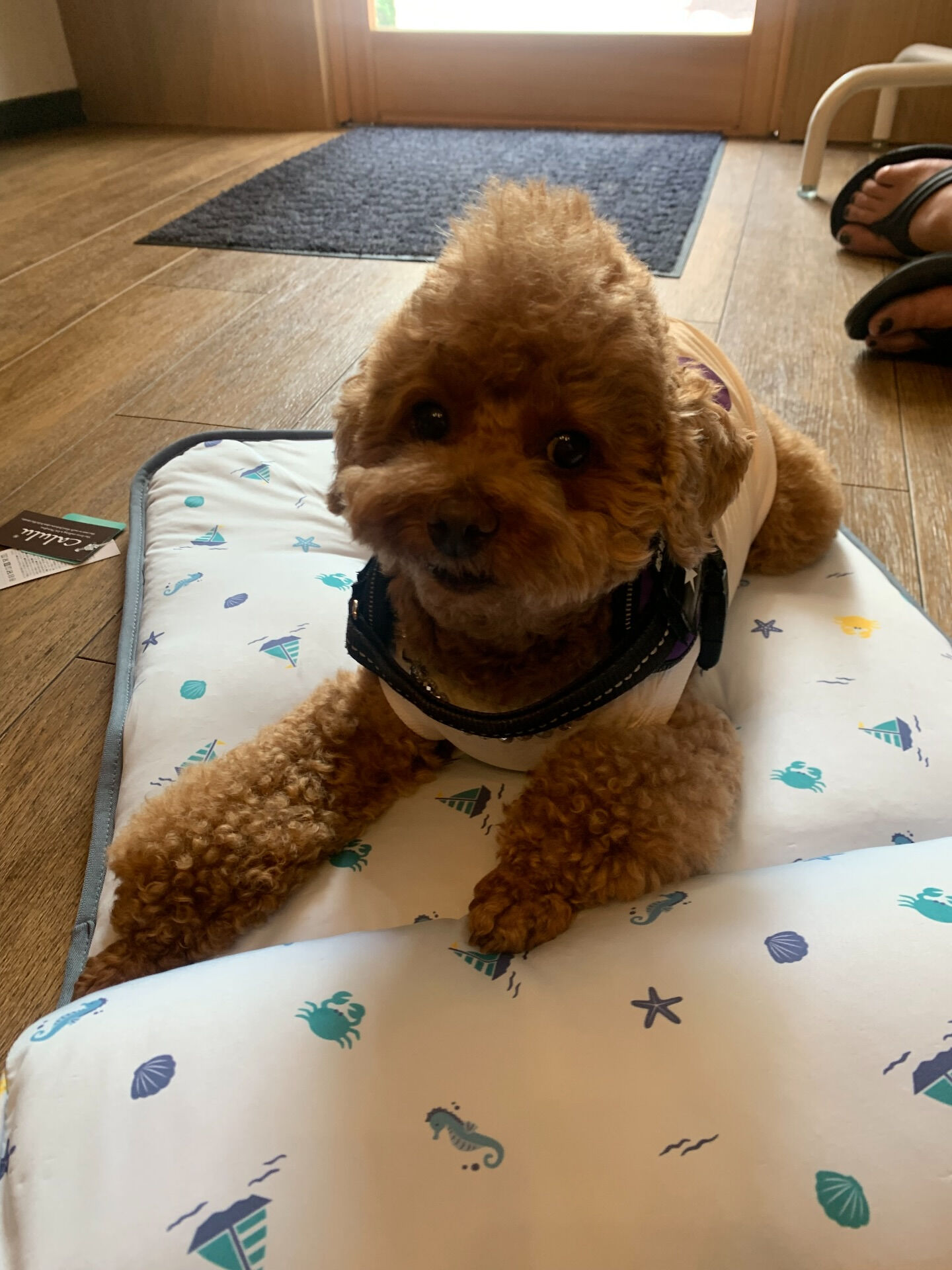 ティアくん、レオくん、こはるちゃんご来店ありがとうございまー