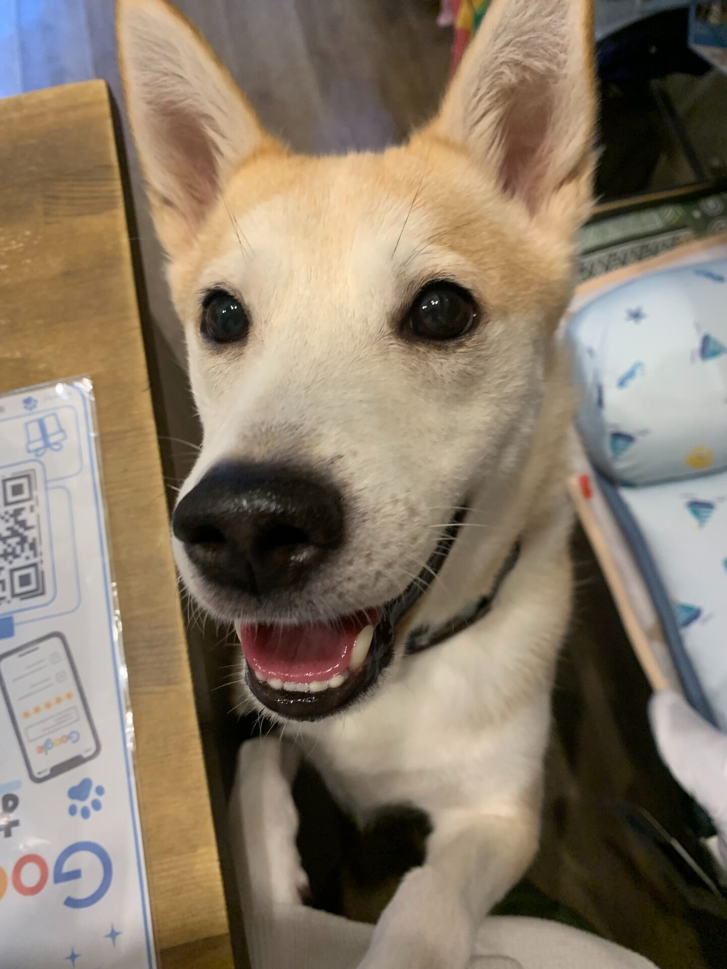 本日の大トリは、こむぎくんでしたー👏